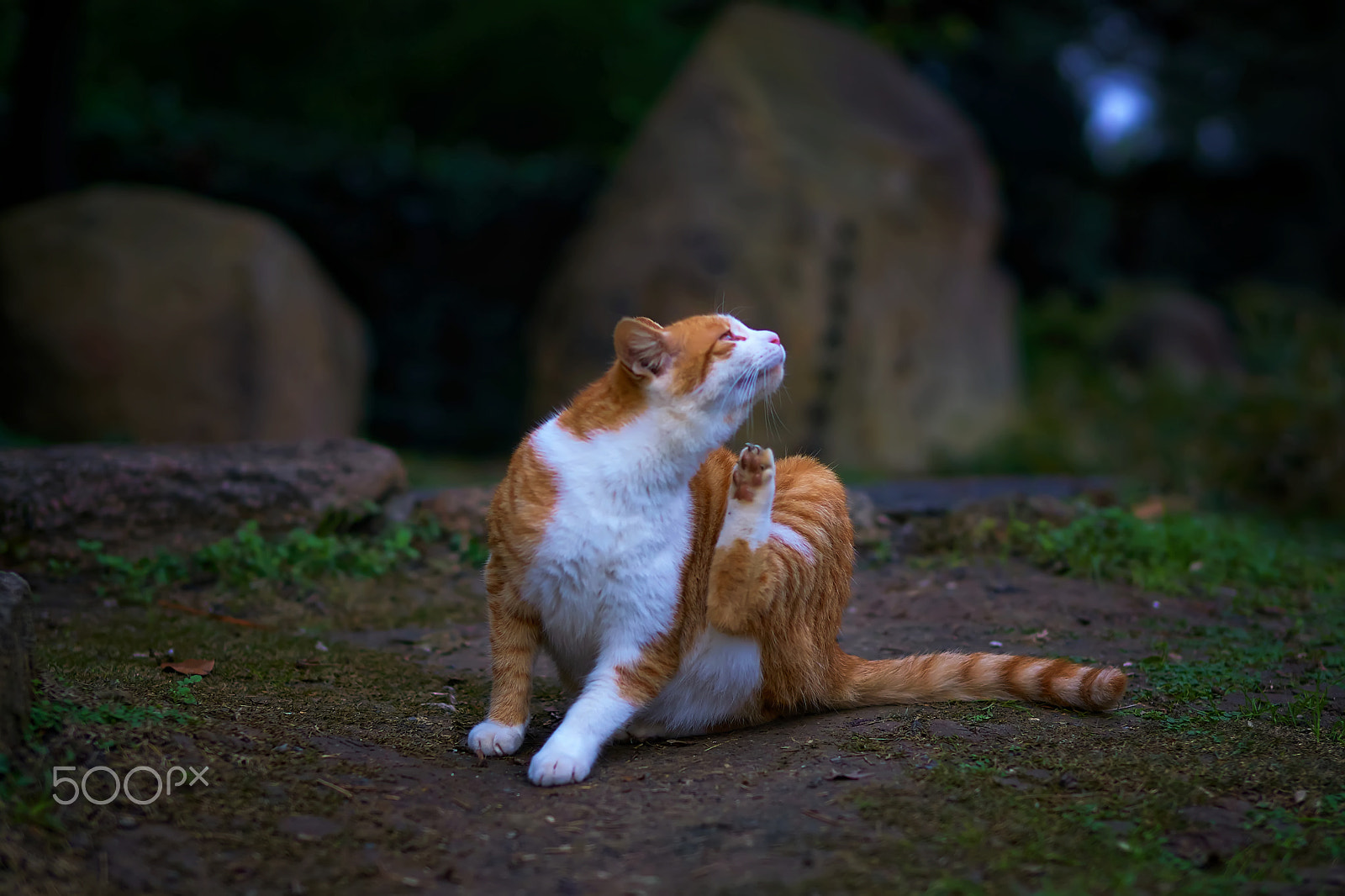 Sony Planar T* 50mm F1.4 ZA SSM sample photo. Clean up photography