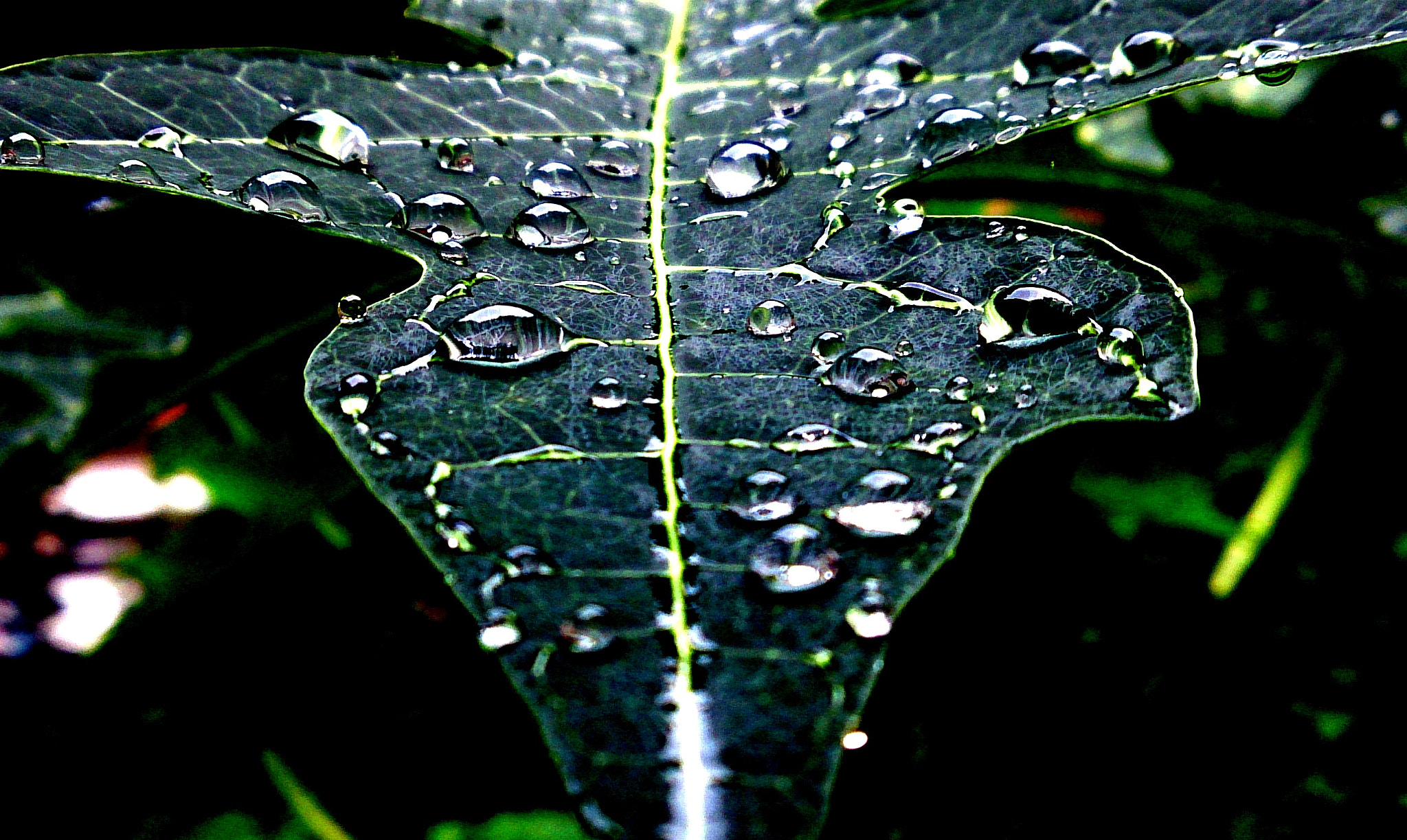 Sony Xperia ZR sample photo