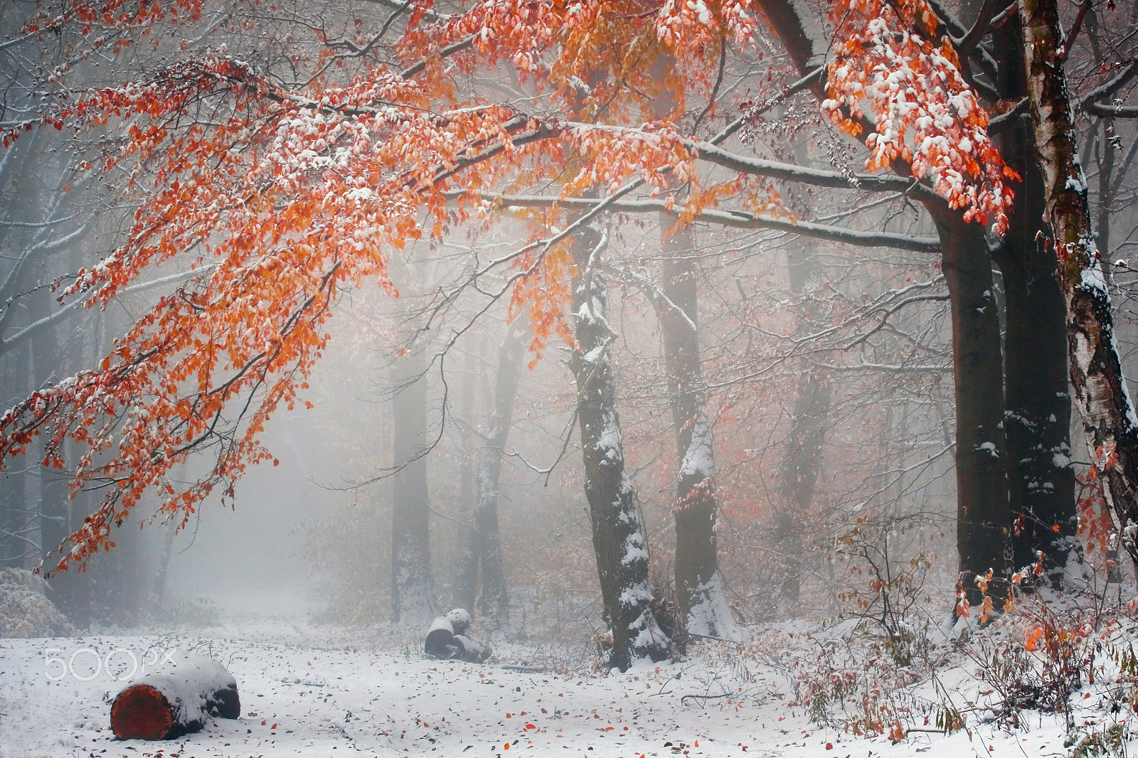 Canon EOS 50D + Canon EF 70-200mm F4L USM sample photo. ...snowy path photography