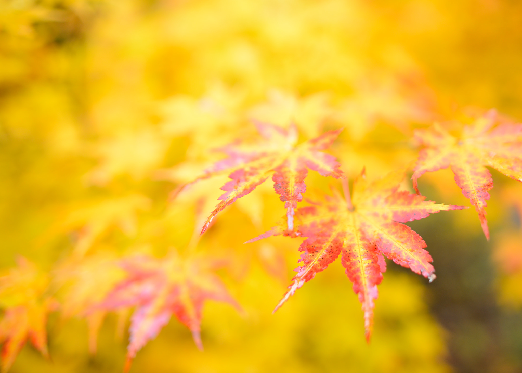 Nikon D800E + Nikon AF-S Nikkor 28mm F1.8G sample photo. Autumn leaves photography