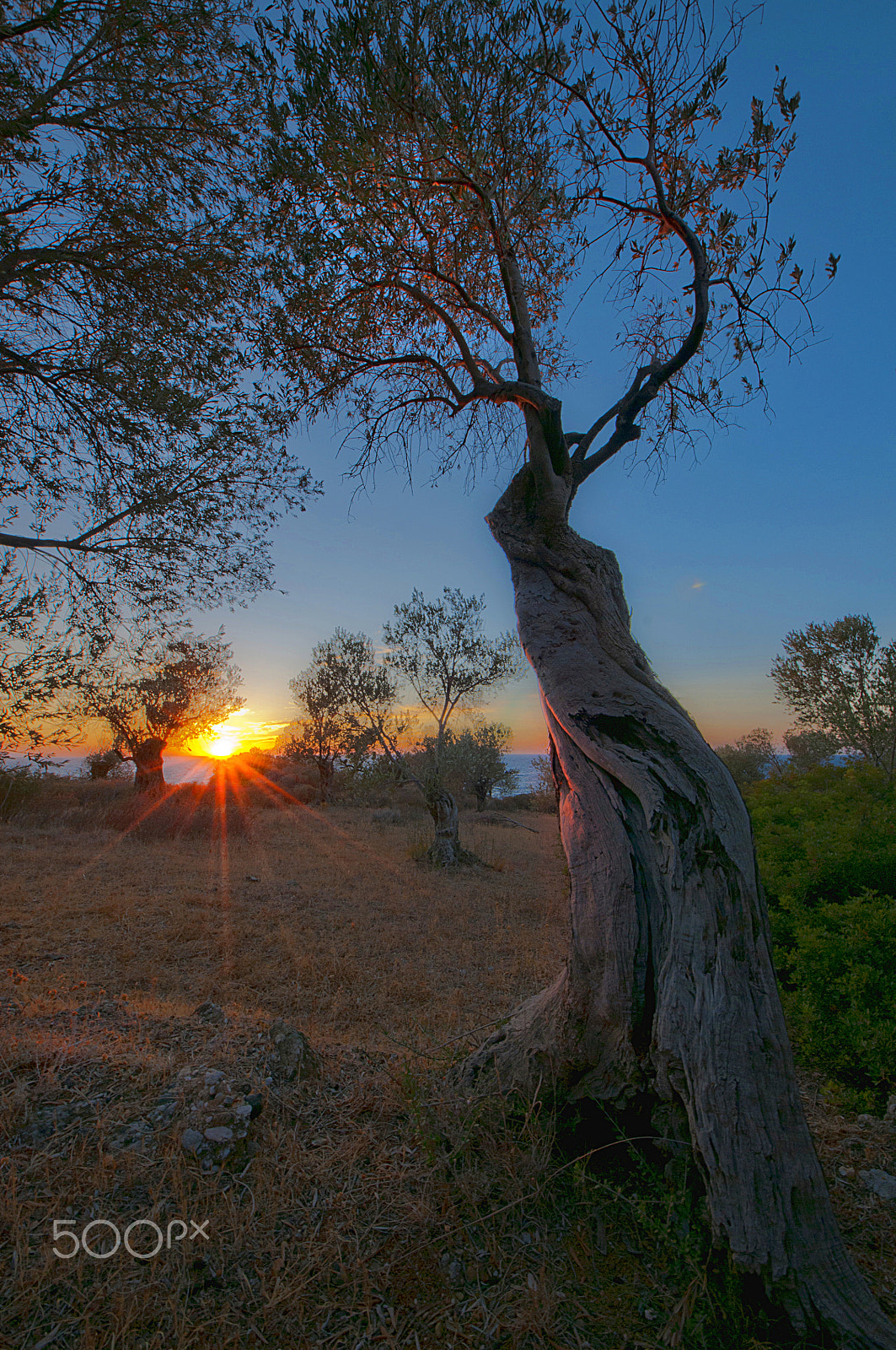 Nikon D300S + Sigma 8-16mm F4.5-5.6 DC HSM sample photo. An olive grove at sunset photography