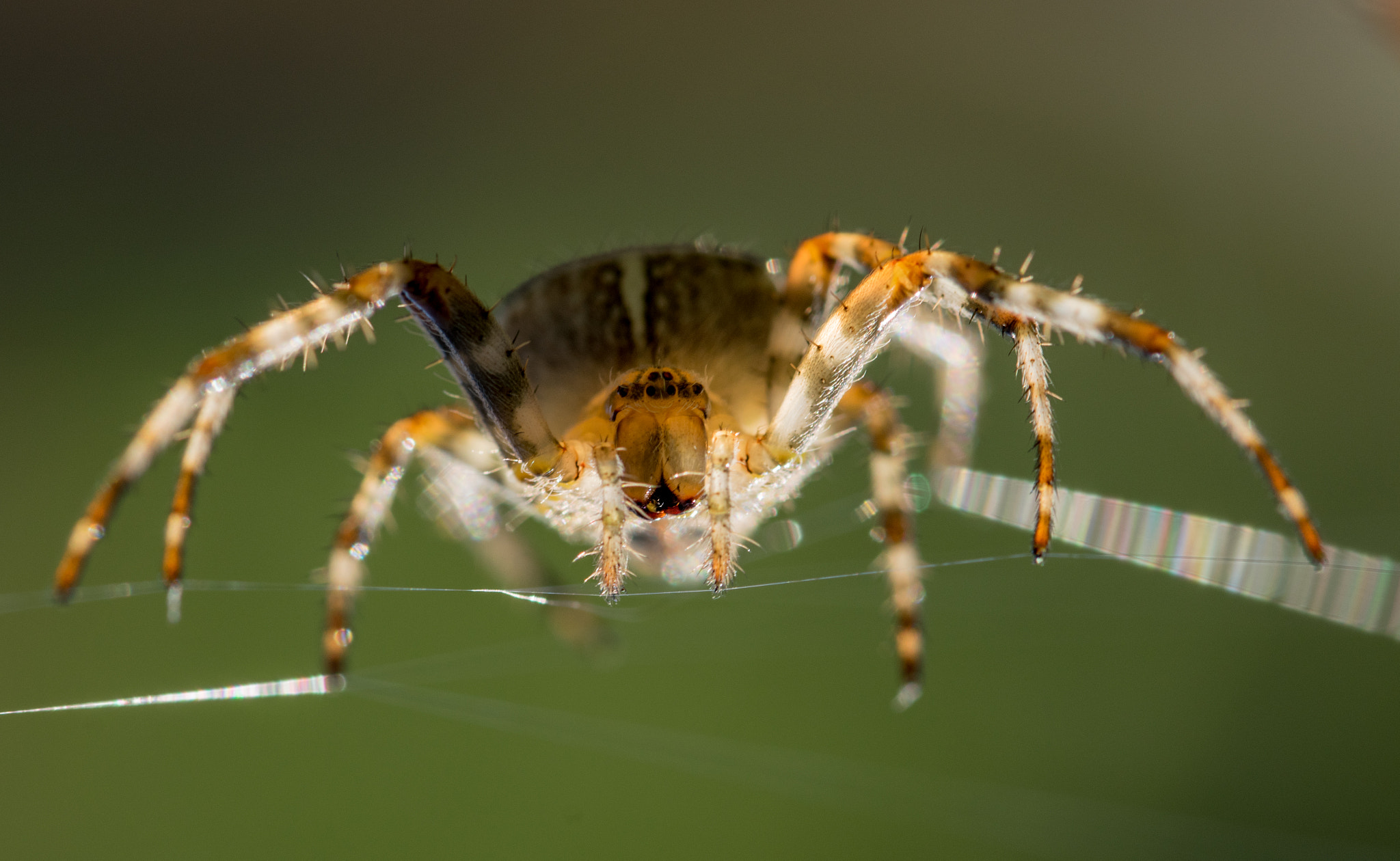 Sigma 105mm F2.8 EX DG OS HSM sample photo. Kruisspin photography