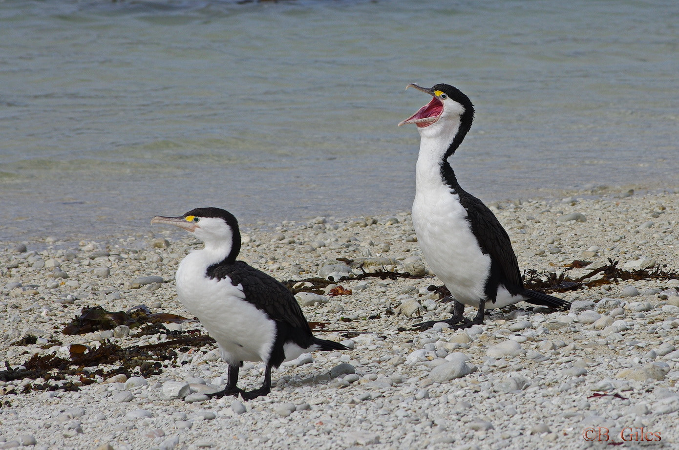 Pentax K-5 IIs + Pentax smc DA* 60-250mm F4.0 ED (IF) SDM sample photo. Hey shag!!!!!!!!! photography