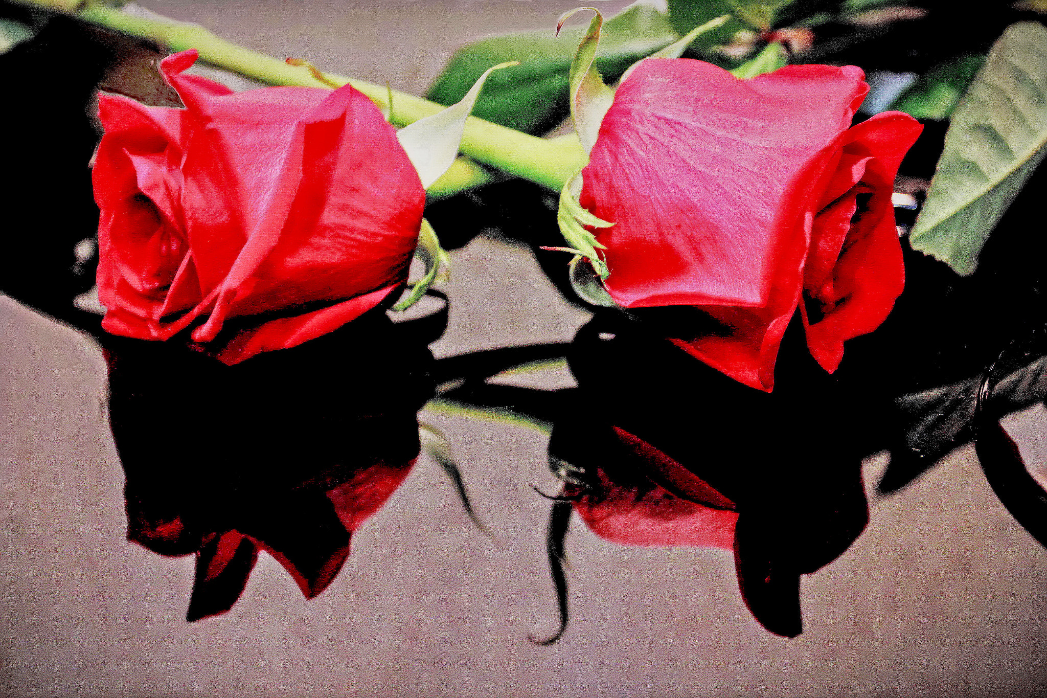 Canon EOS sample photo. ... flowers for mary photography