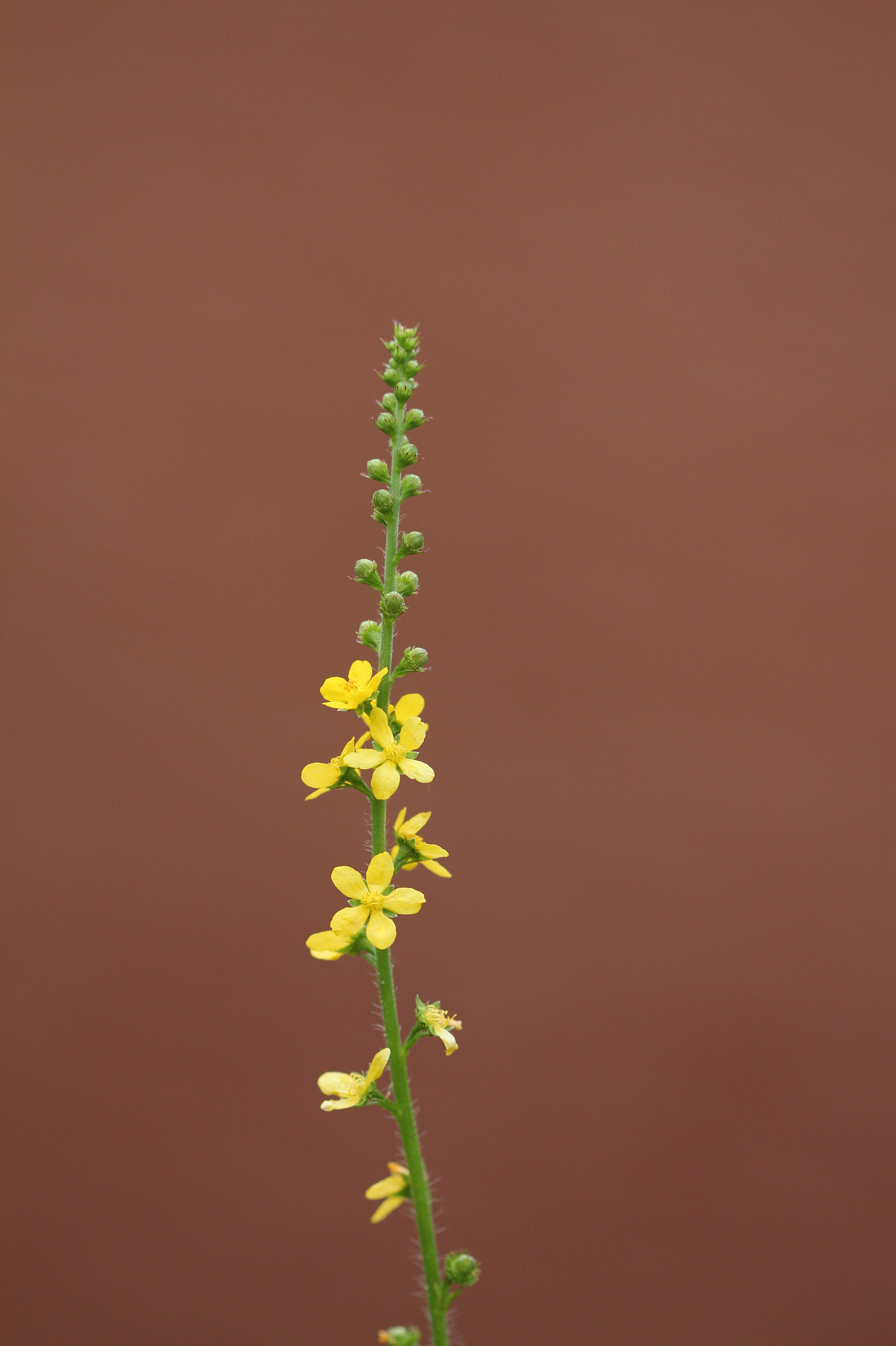 Canon EF 100mm F2.8 Macro USM sample photo. Bloom photography