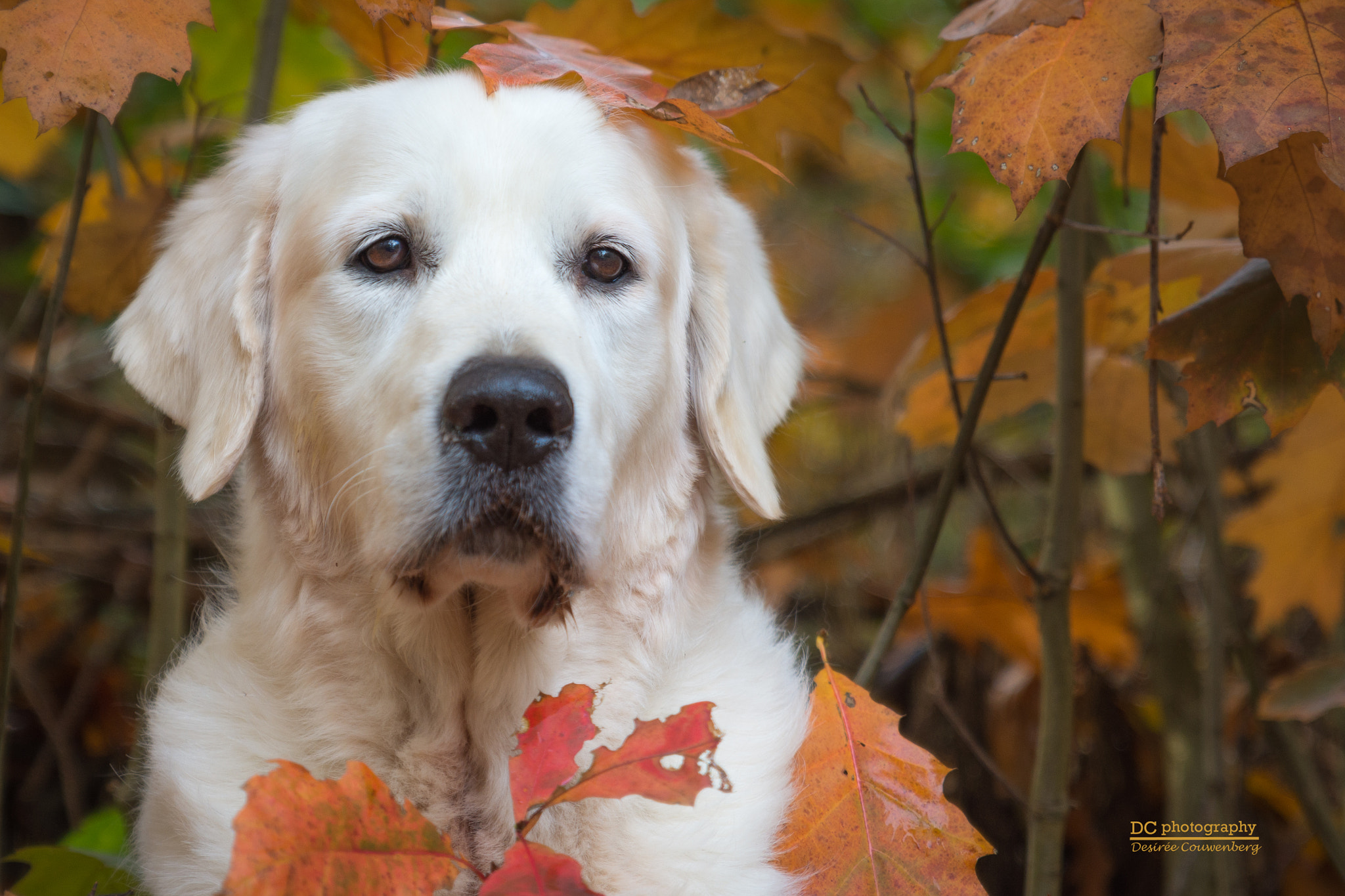 Tamron SP 24-70mm F2.8 Di VC USD sample photo. Mr bjork in autumn atmosphere photography