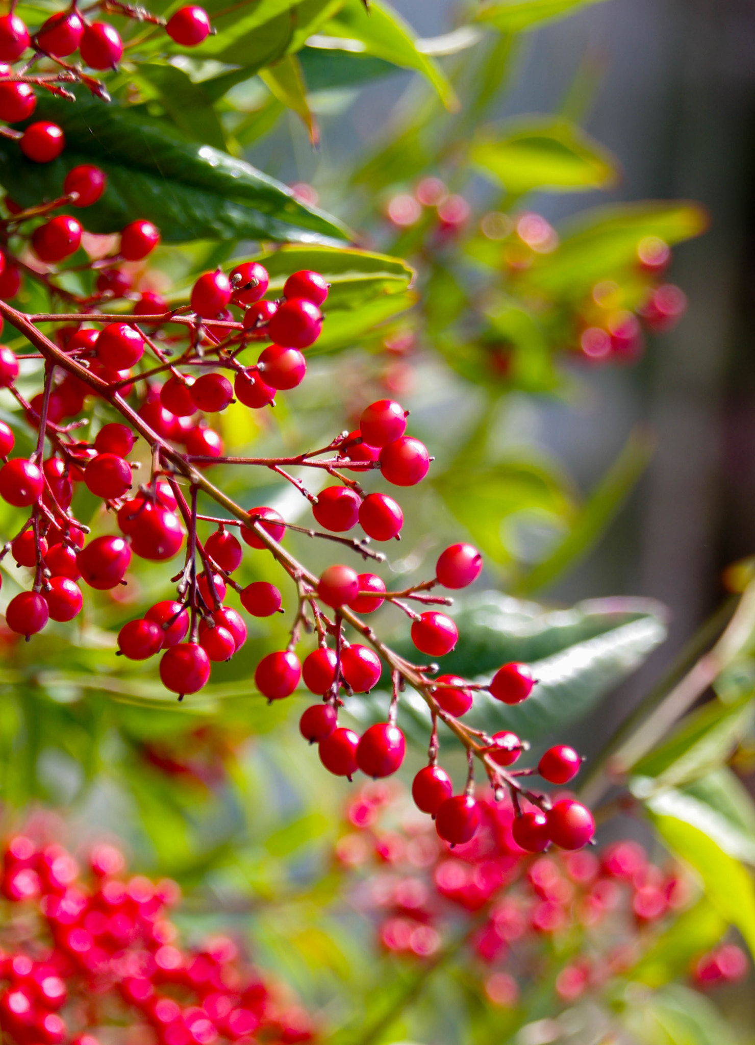 Pentax K-r sample photo. Macro in the forest. photography