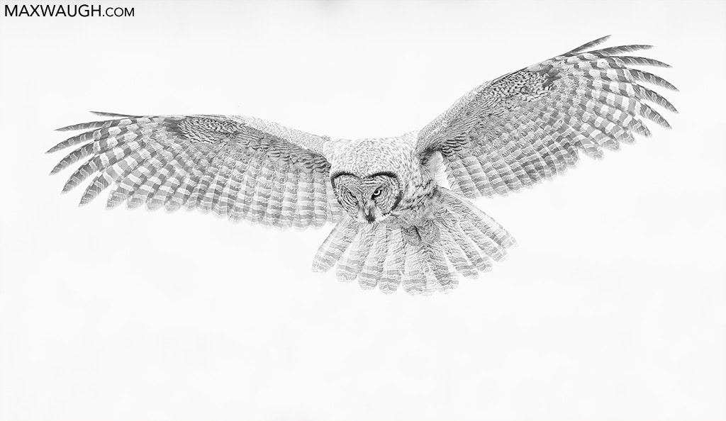 Canon EOS-1D X sample photo. Great gray owl photography