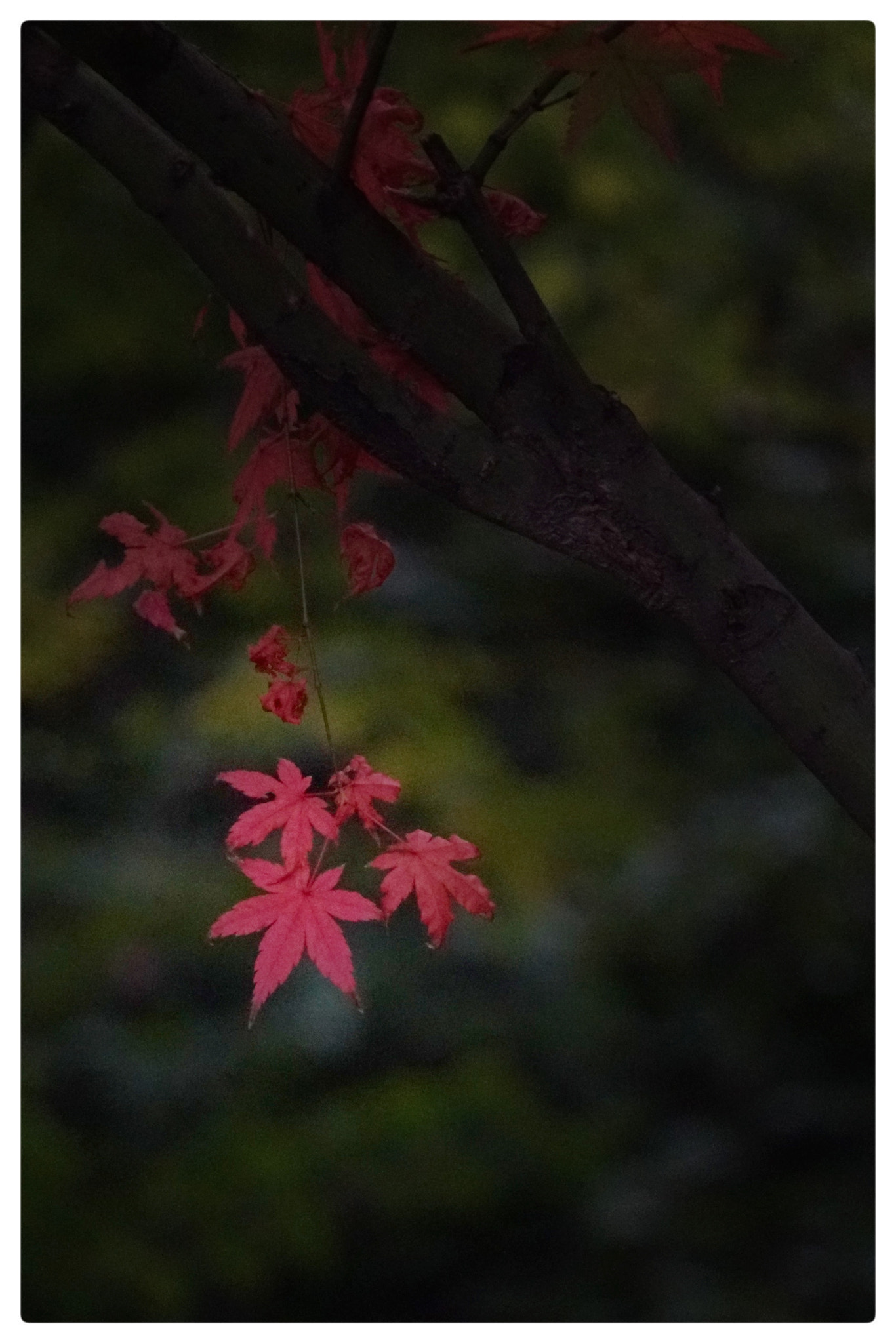 Sony FE 24-240mm F3.5-6.3 OSS sample photo