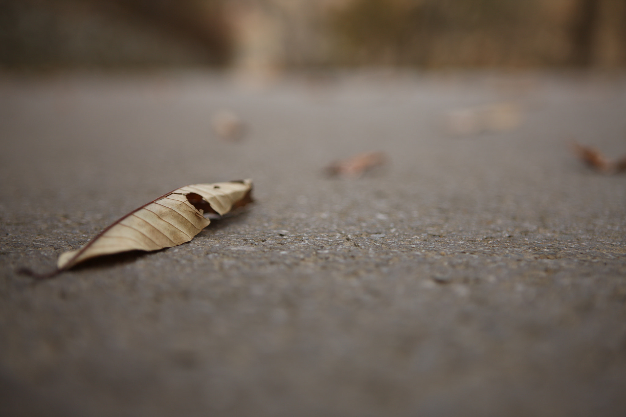 Canon EOS-1Ds Mark III sample photo. Autumn photography