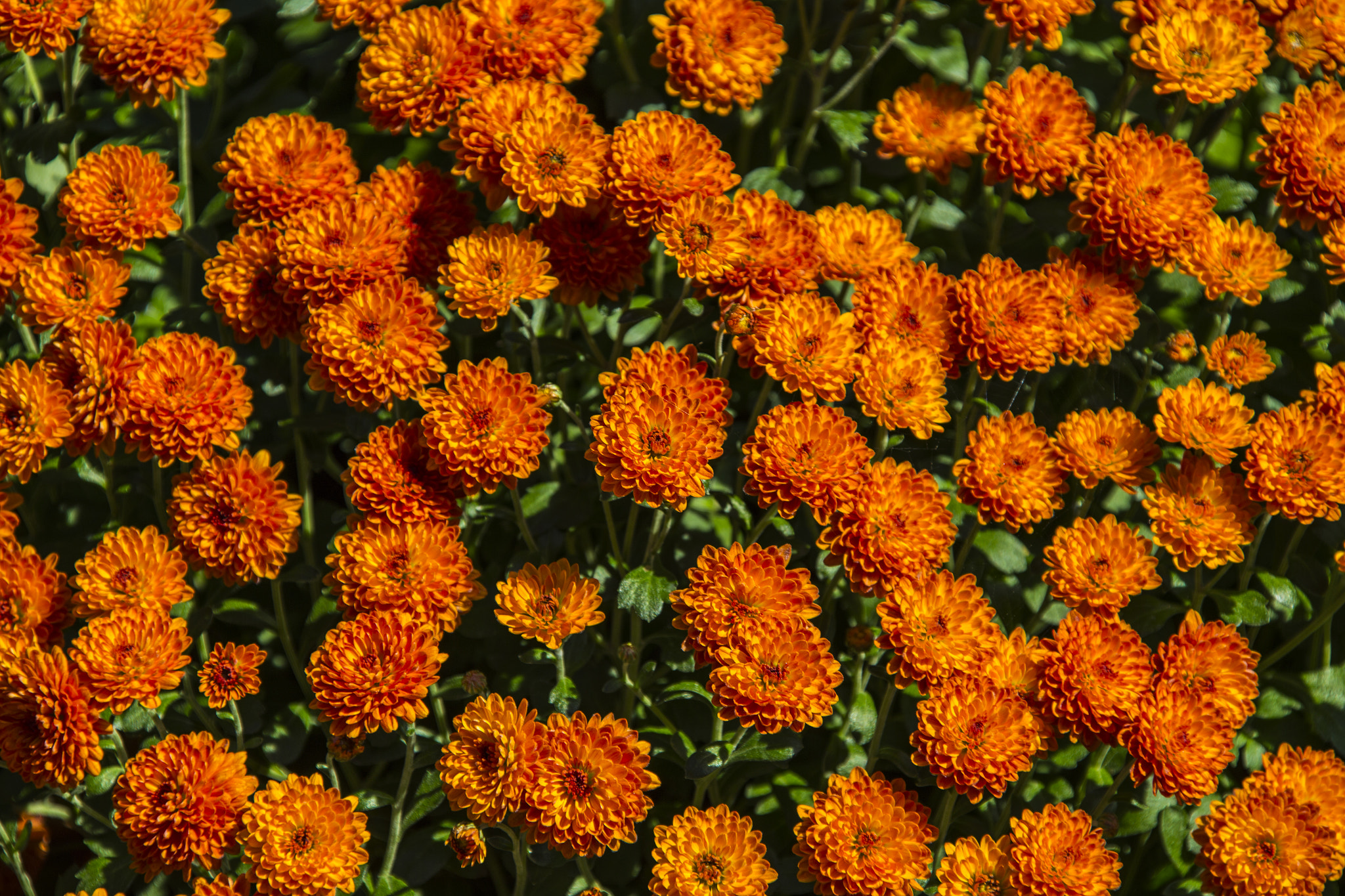 Canon EF 28-300mm F3.5-5.6L IS USM sample photo. Img photography