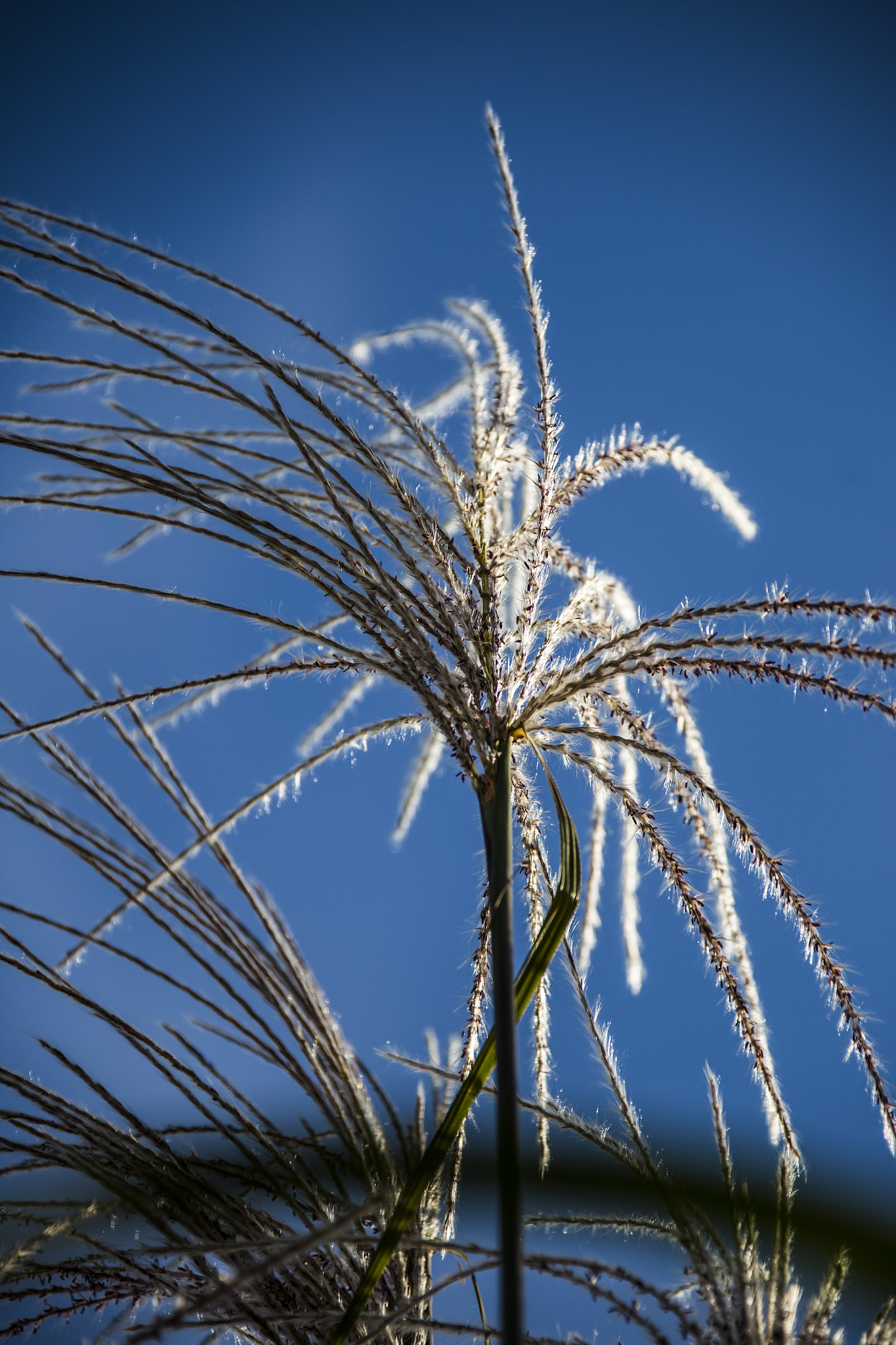 Canon EF 28-300mm F3.5-5.6L IS USM sample photo. Nature's fireworks photography
