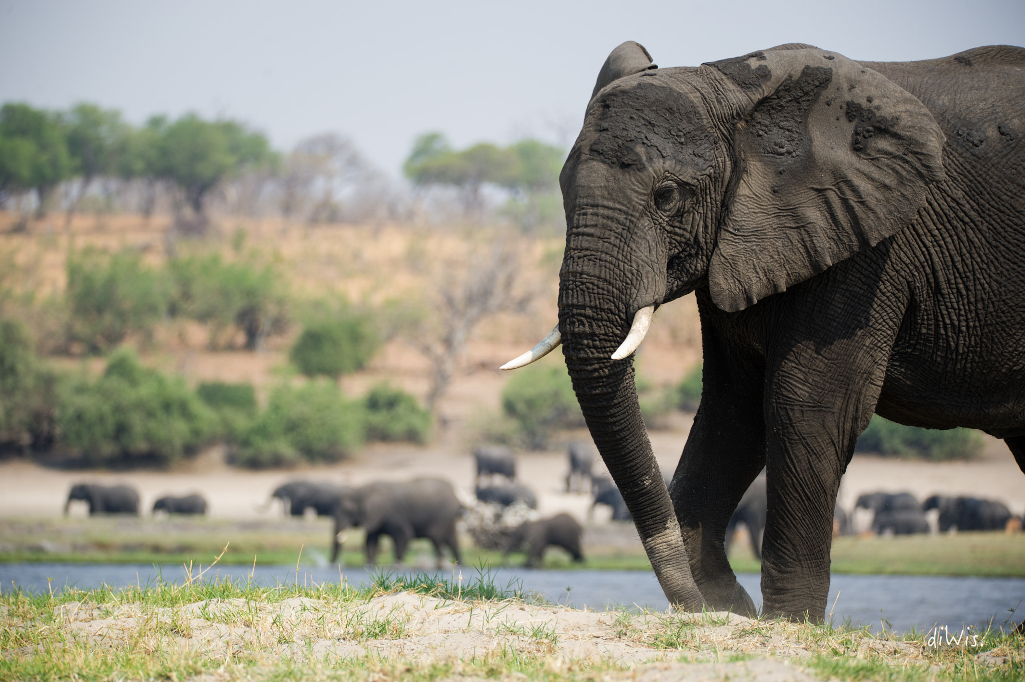 Sigma 150-600mm F5-6.3 DG OS HSM | S sample photo. Giants photography