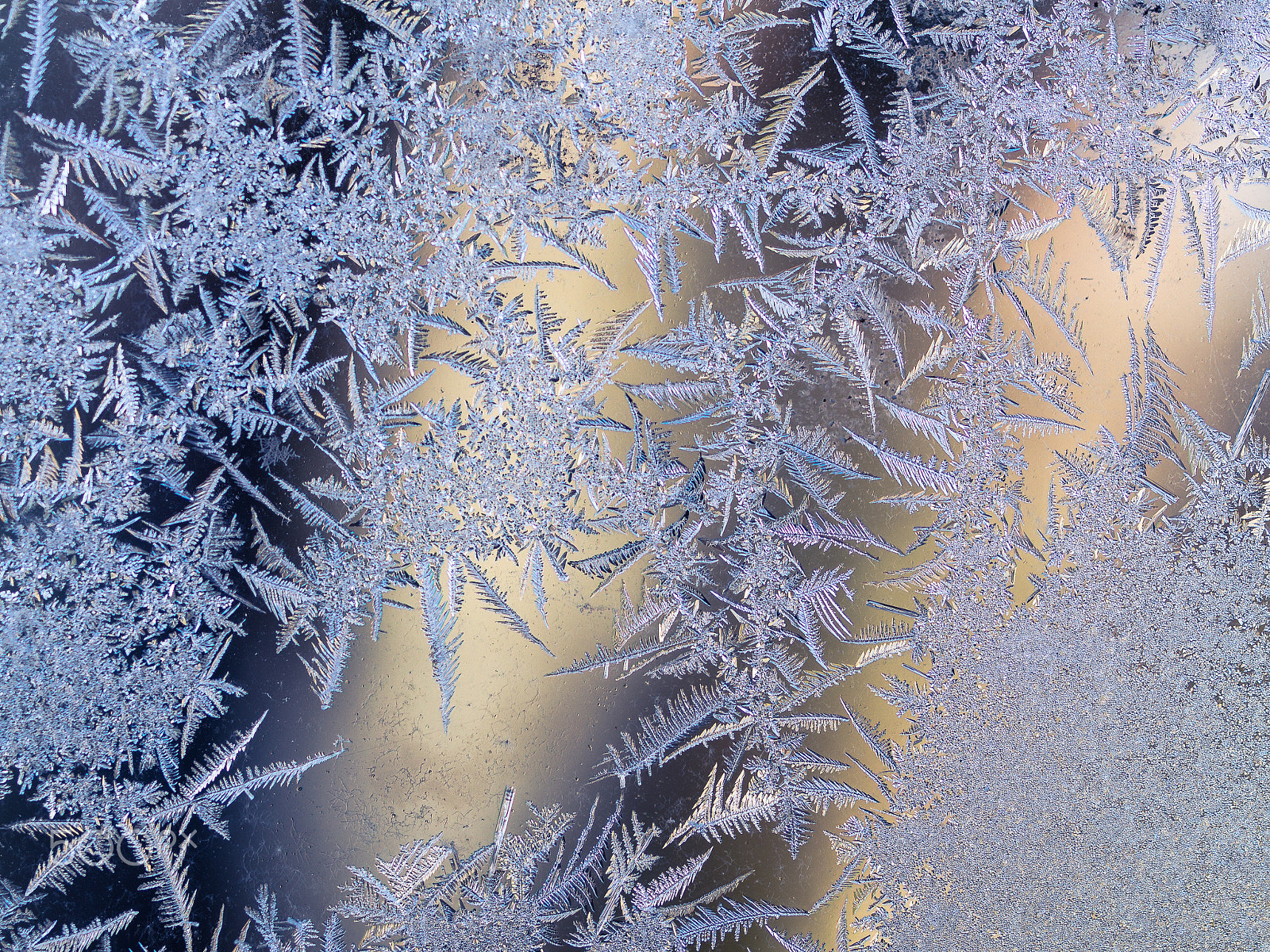Olympus OM-D E-M5 + OLYMPUS 50mm Lens sample photo. Frosty photography
