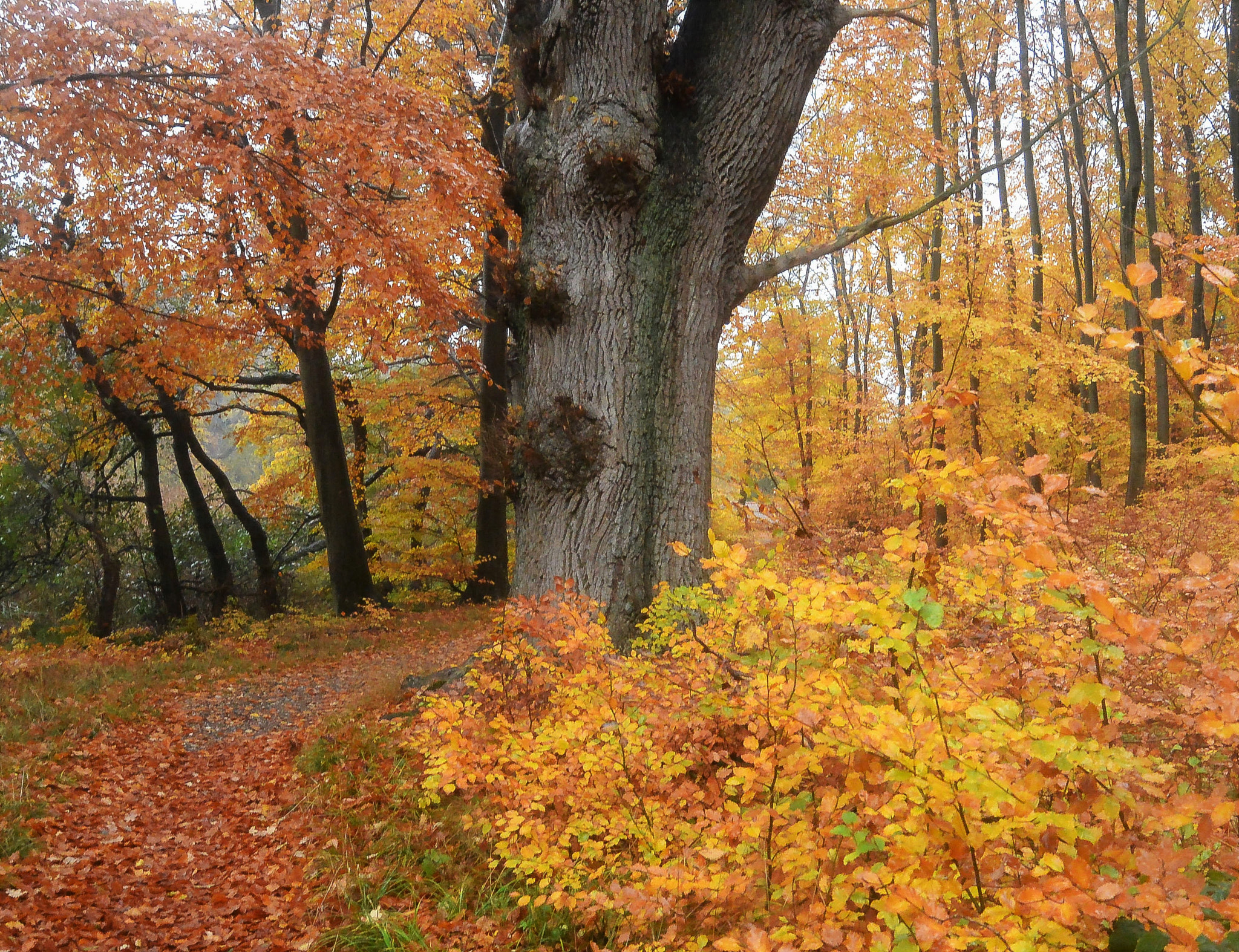 Nikon 1 S1 sample photo. The oak... photography