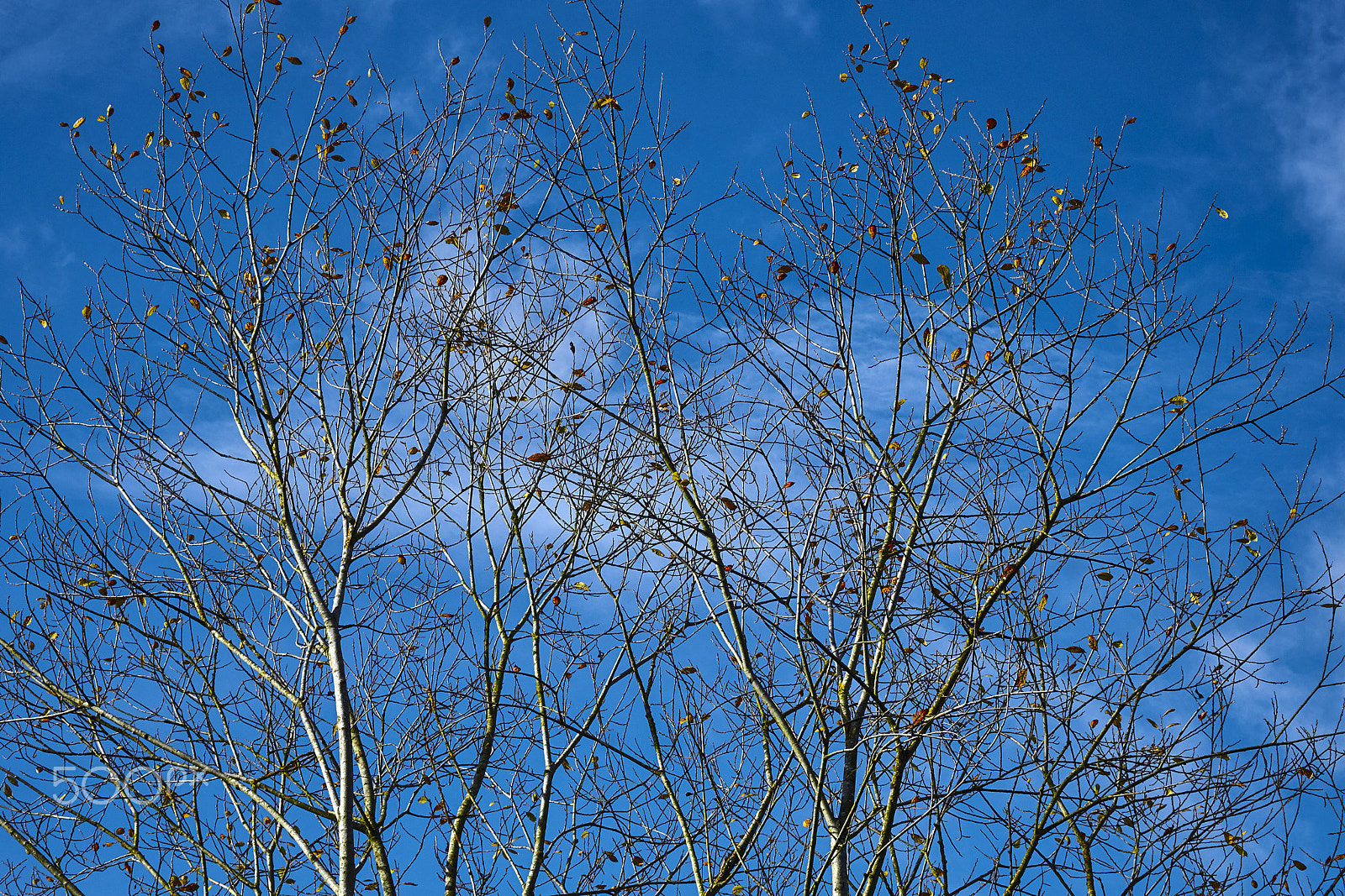 Fujifilm X-T1 + Fujifilm XF 60mm F2.4 R Macro sample photo. Autumn photography
