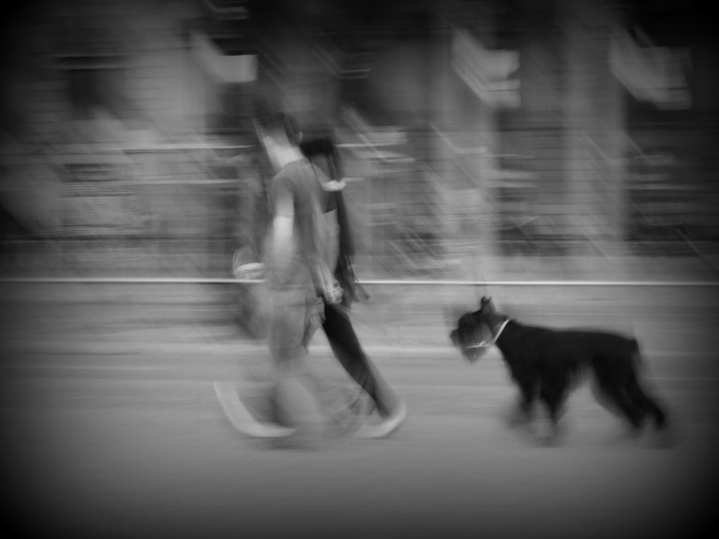 Panasonic Lumix DMC-GH4 sample photo. Black dog walking photography