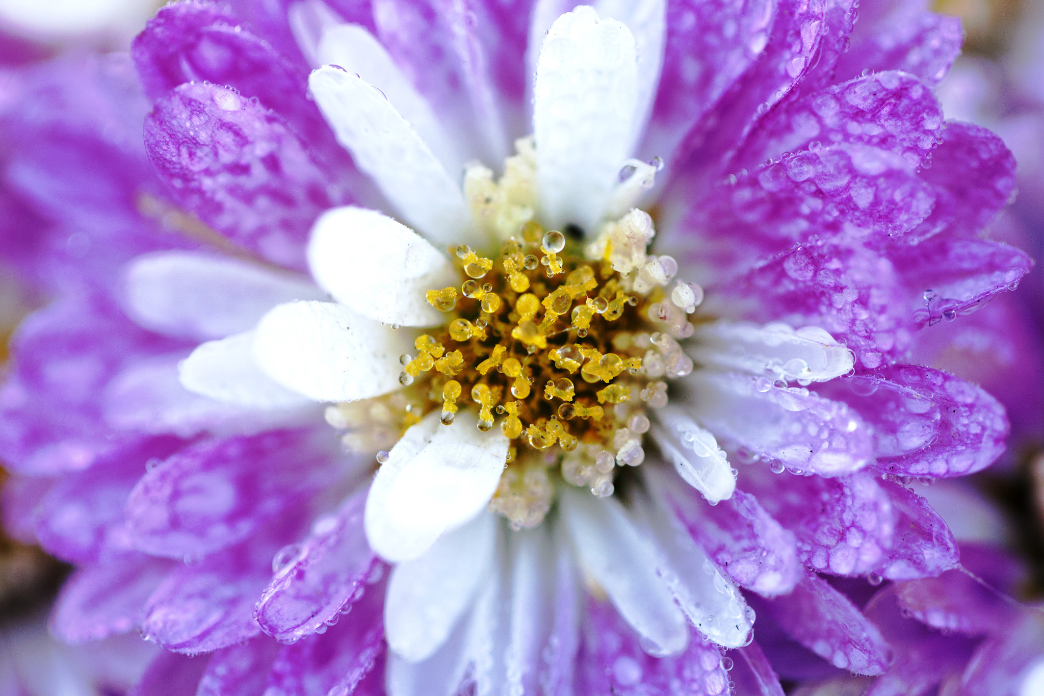 Canon EF 100mm F2.8L Macro IS USM sample photo