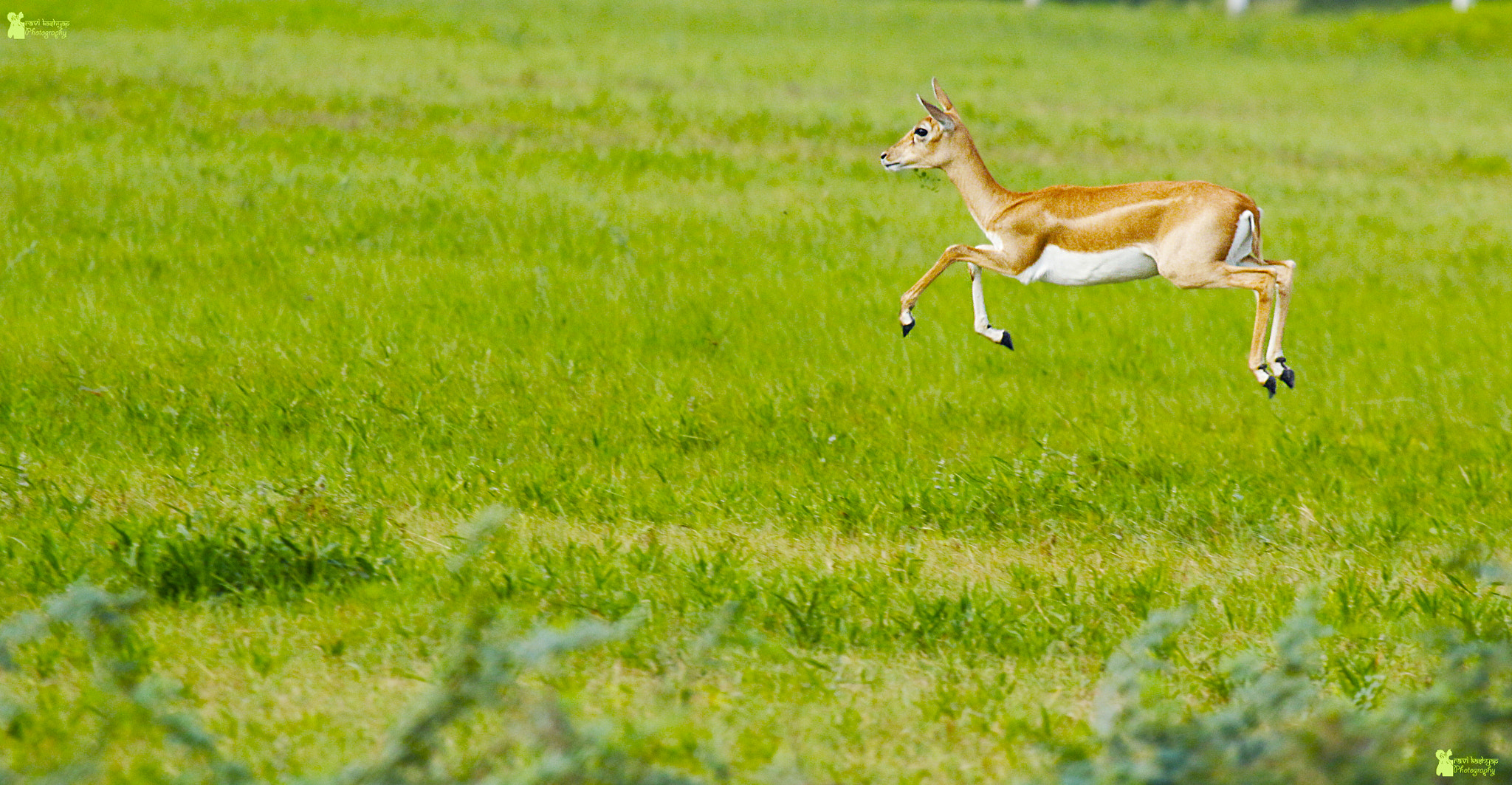 Canon EF 100-400mm F4.5-5.6L IS USM sample photo. Playful photography
