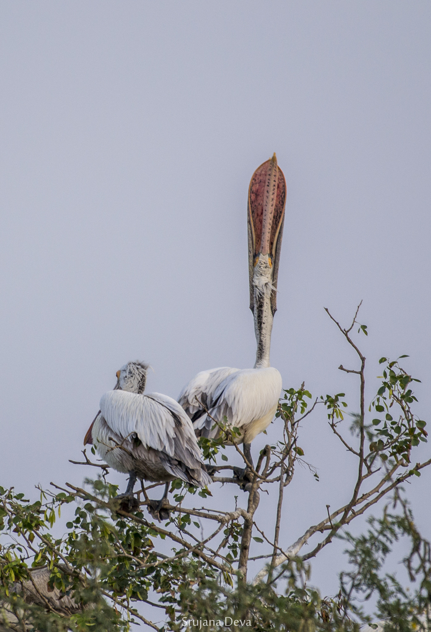Nikon AF-S Nikkor 200-500mm F5.6E ED VR sample photo. The gulp photography