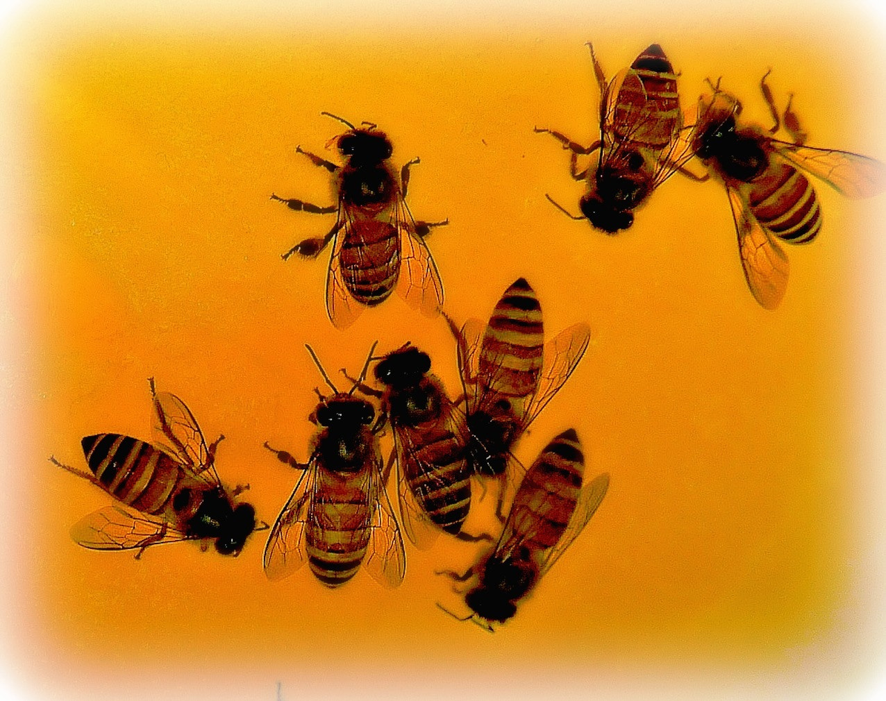 Panasonic Lumix G X Vario 35-100mm F2.8 OIS sample photo. Bee's on a melon photography