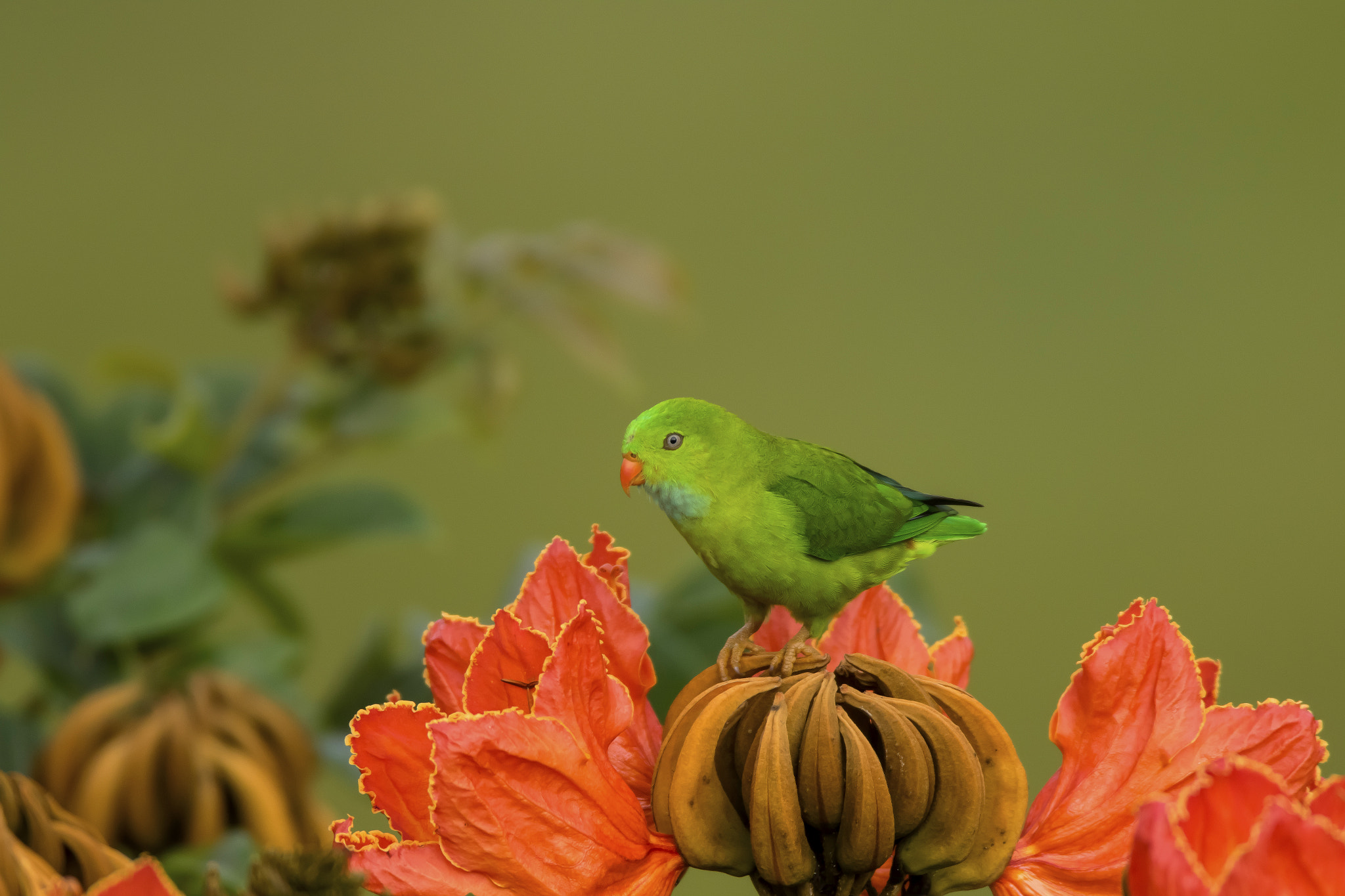 Canon EOS 7D Mark II sample photo. Vernal hanging parrot photography