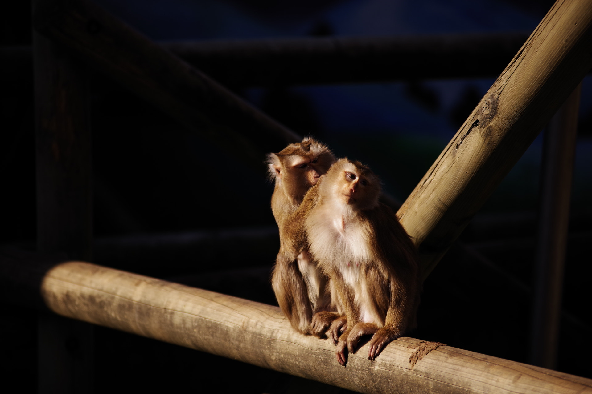 Pentax K-1 sample photo. A lovely couple  photography