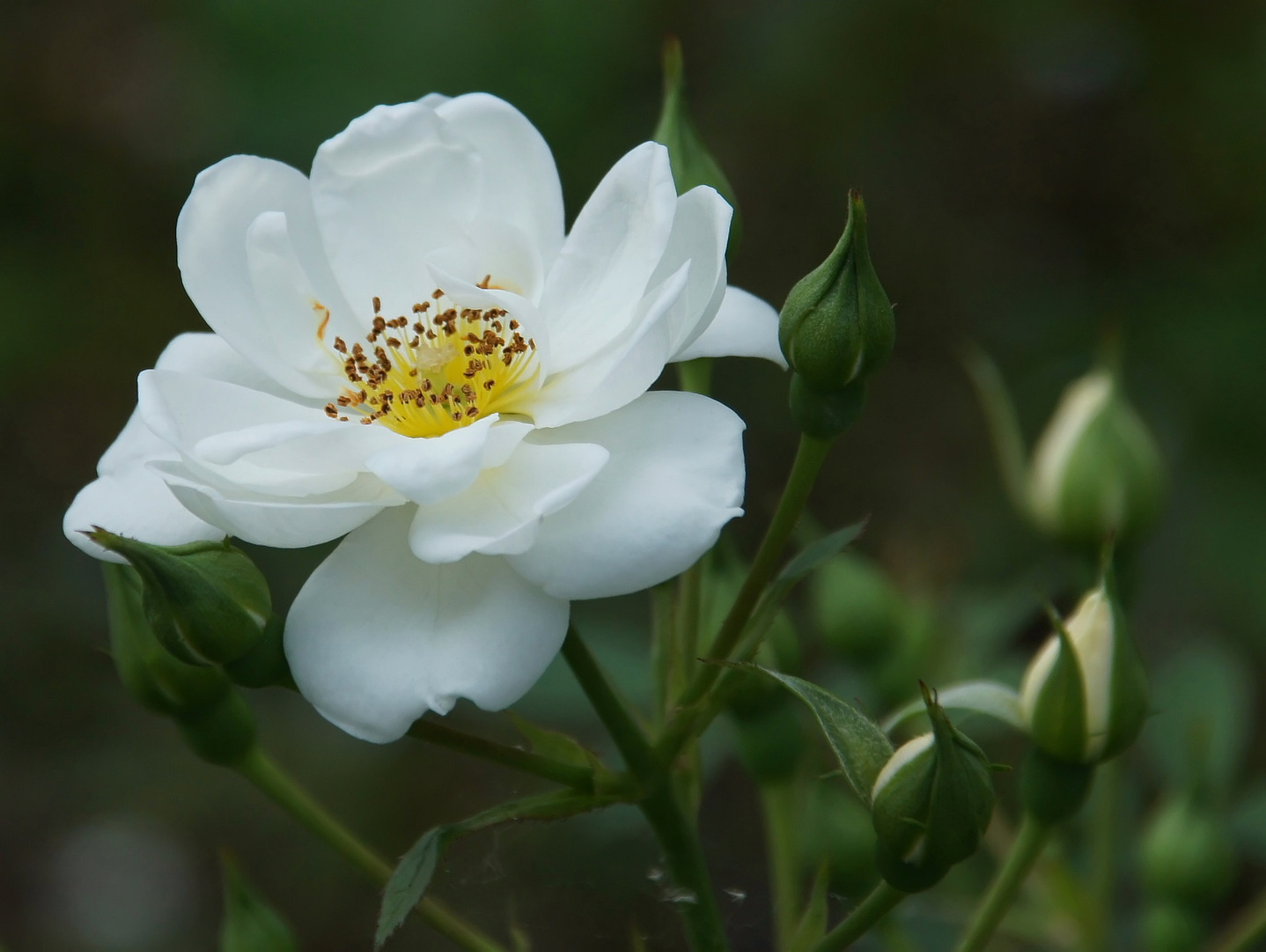 Sony Alpha DSLR-A450 + Sigma 18-200mm F3.5-6.3 DC sample photo. White rose-7 photography