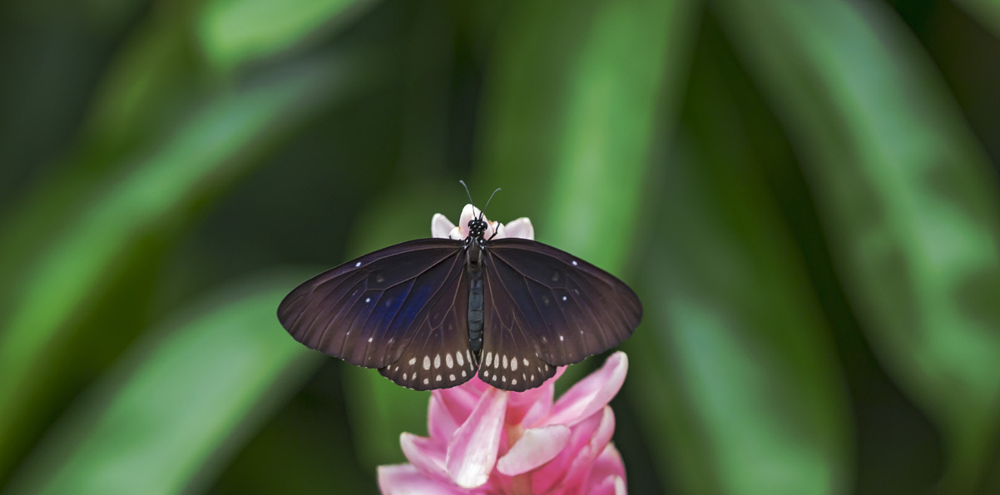 Sigma APO Macro 150mm f/2.8 EX DG HSM sample photo. Heliconius sara photography