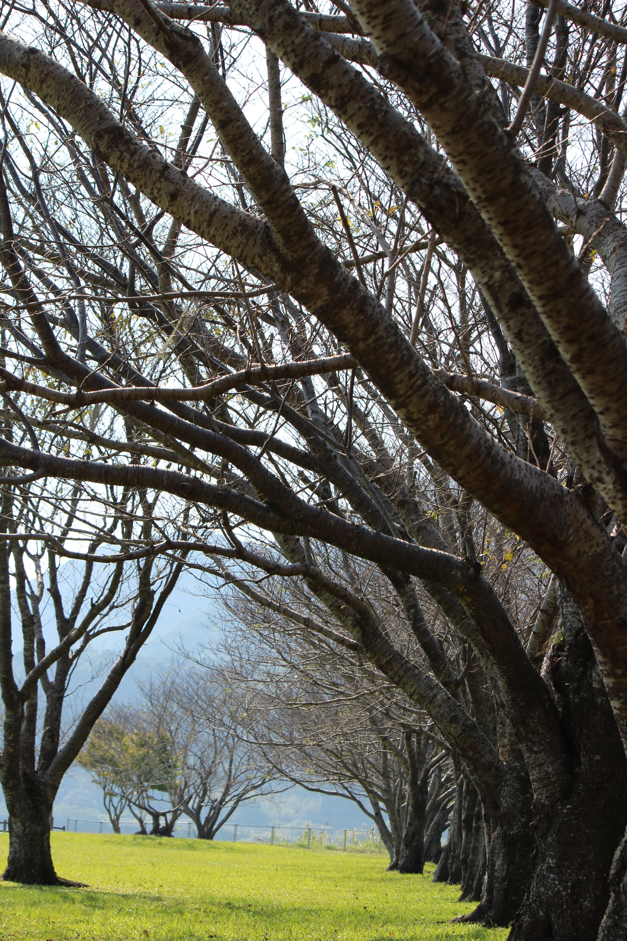 Canon EOS 100D (EOS Rebel SL1 / EOS Kiss X7) sample photo. 秋のさくら photography