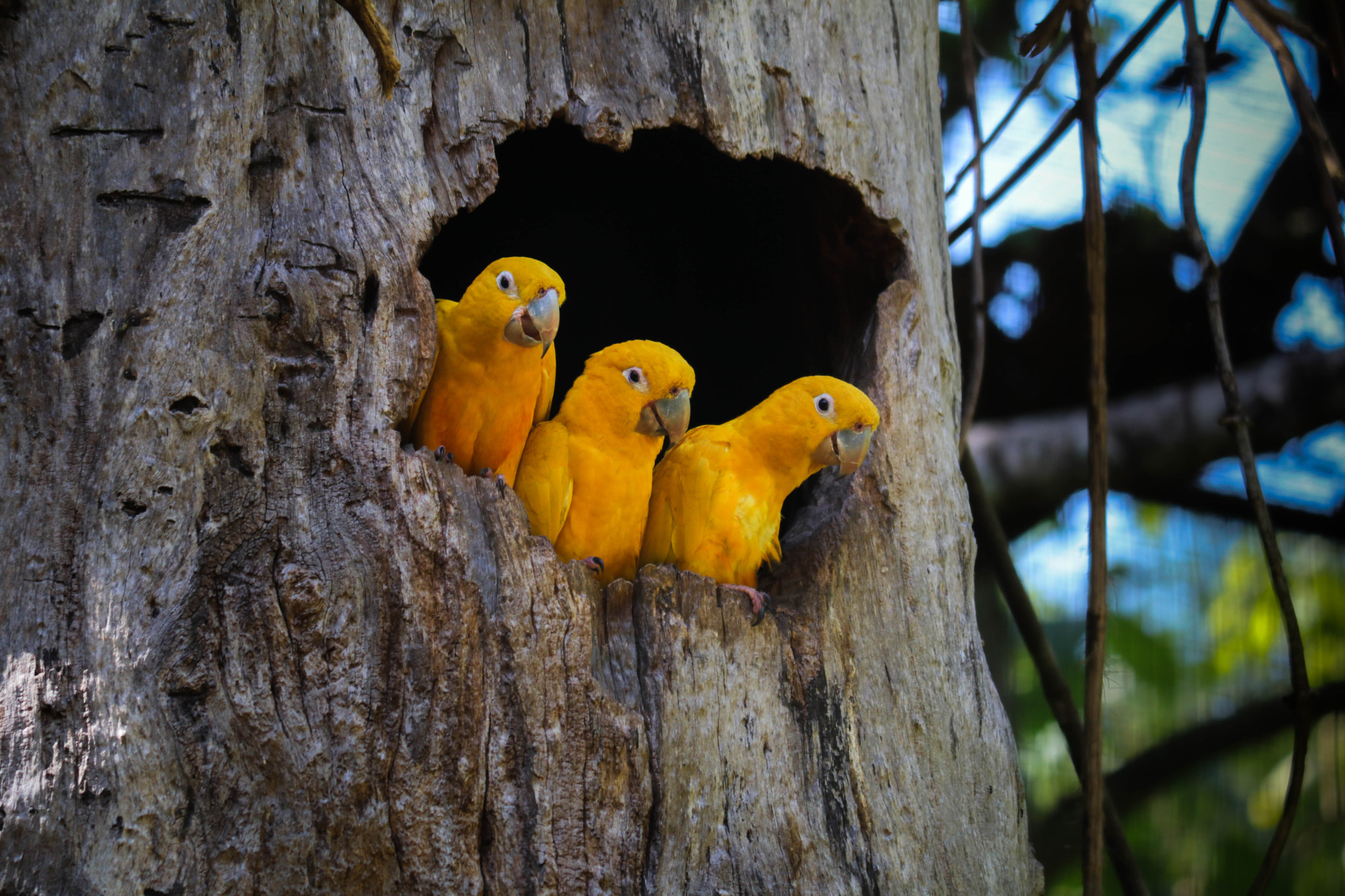 Canon EF-S 55-250mm F4-5.6 IS II sample photo. Parrot trio photography
