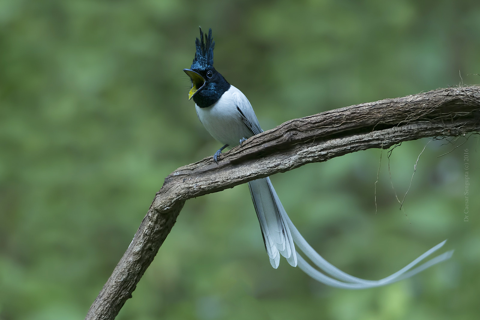 Canon EOS-1D X sample photo. Asian paradise flycatcher photography