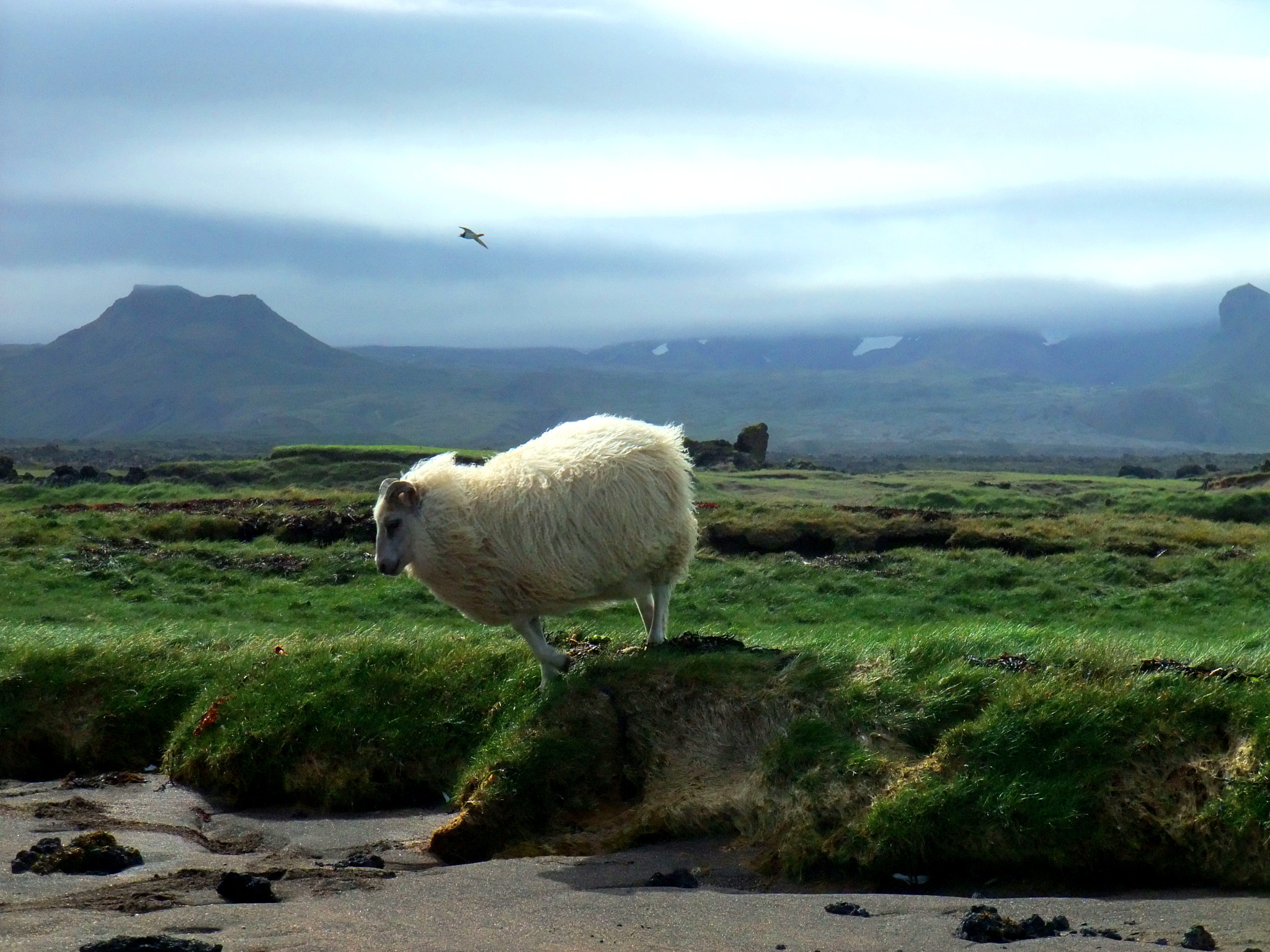 Fujifilm FinePix F200EXR sample photo. An icelandic sheep photography