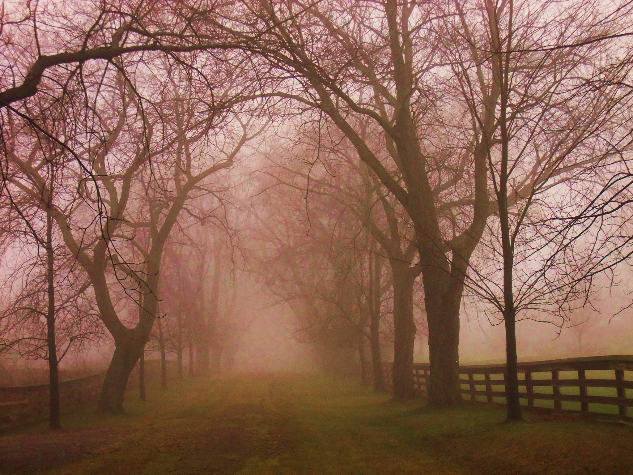 Fujifilm FinePix F200EXR sample photo. A foggy path photography