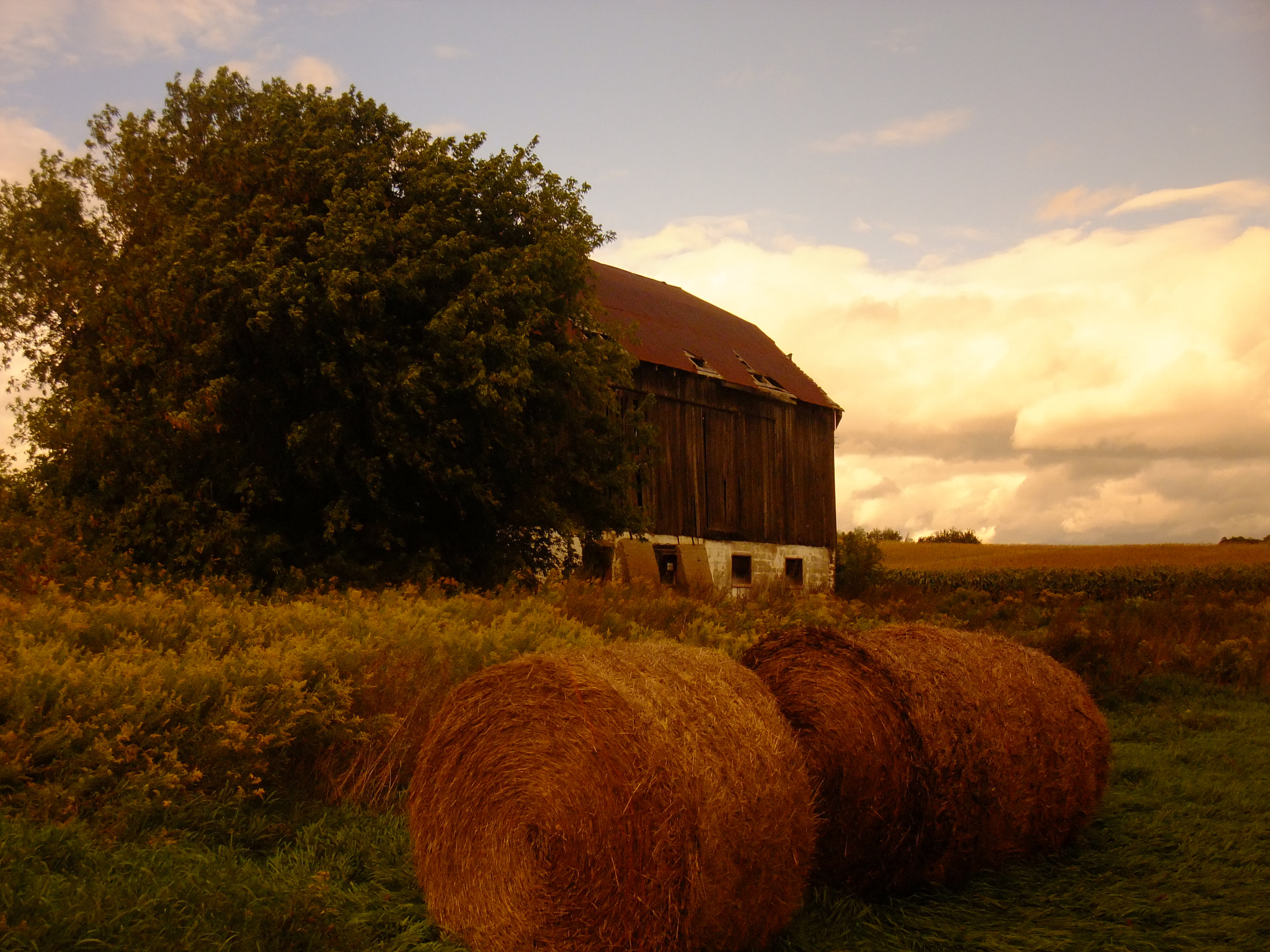 Fujifilm FinePix F200EXR sample photo. Farm life photography