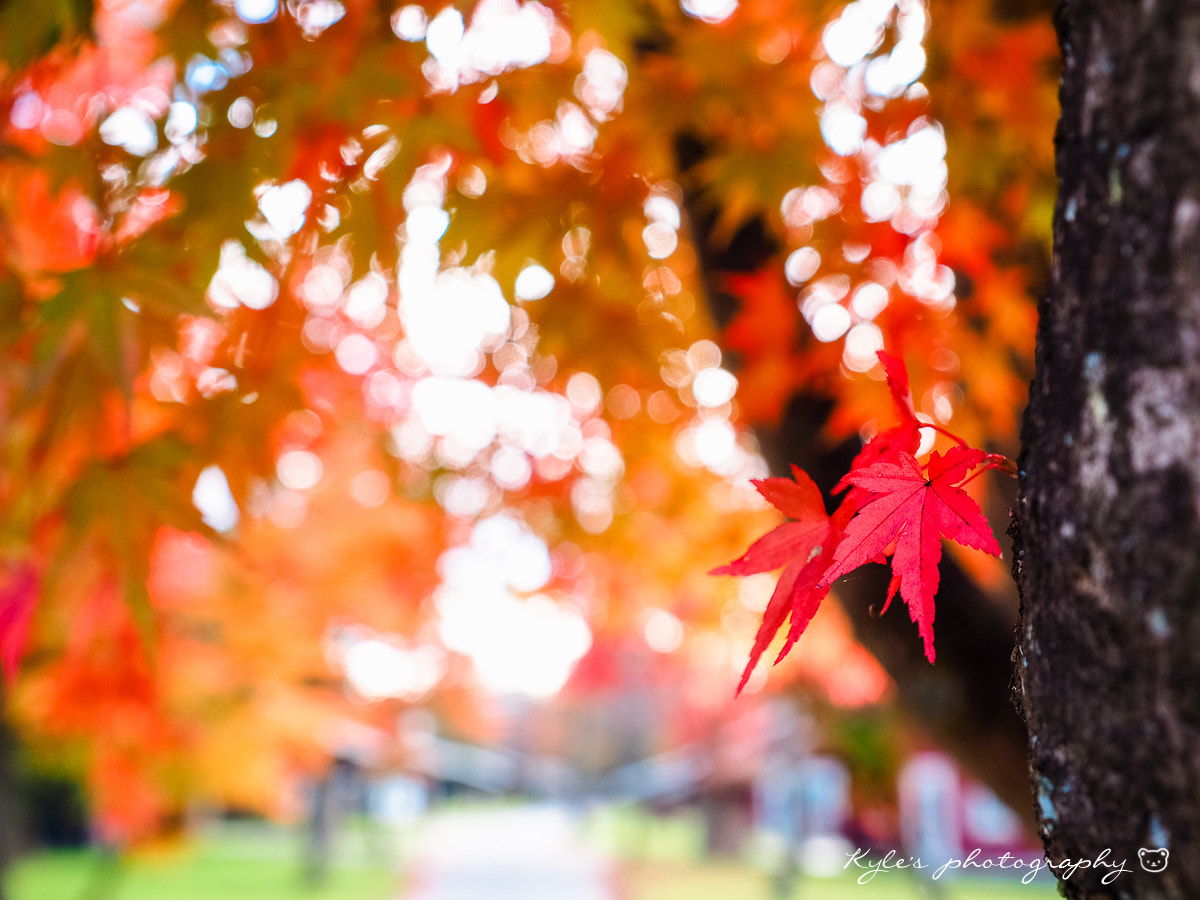 Olympus OM-D E-M1 + Olympus Zuiko Digital 14-54mm F2.8-3.5 II sample photo. 紅葉 photography