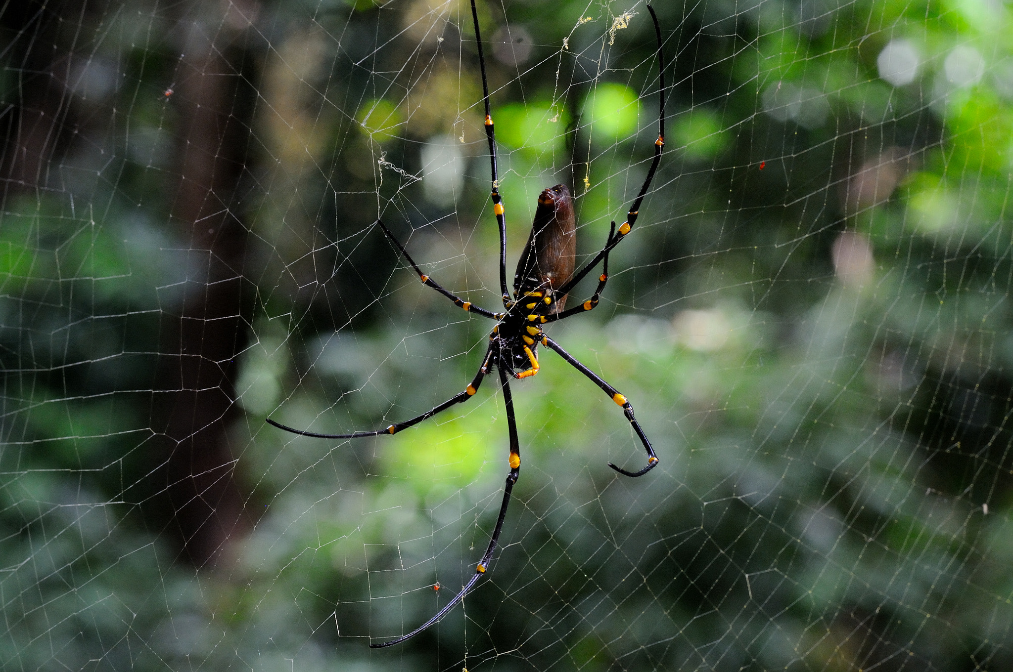 Nikon D300S + AF Micro-Nikkor 105mm f/2.8 sample photo. Golden orb spider photography