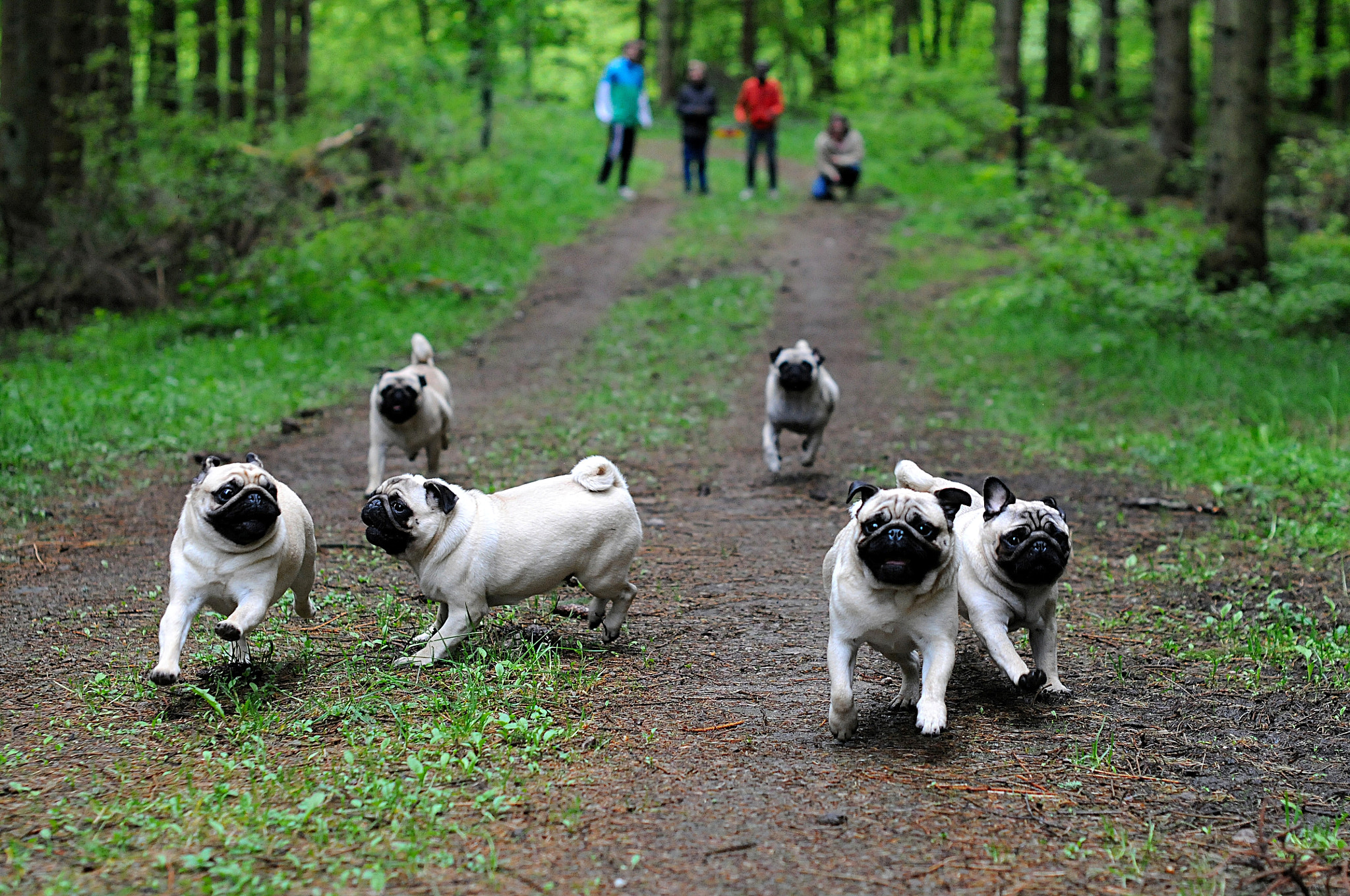 Nikon D300S + Nikon AF-S Nikkor 50mm F1.4G sample photo. Happy pugs photography