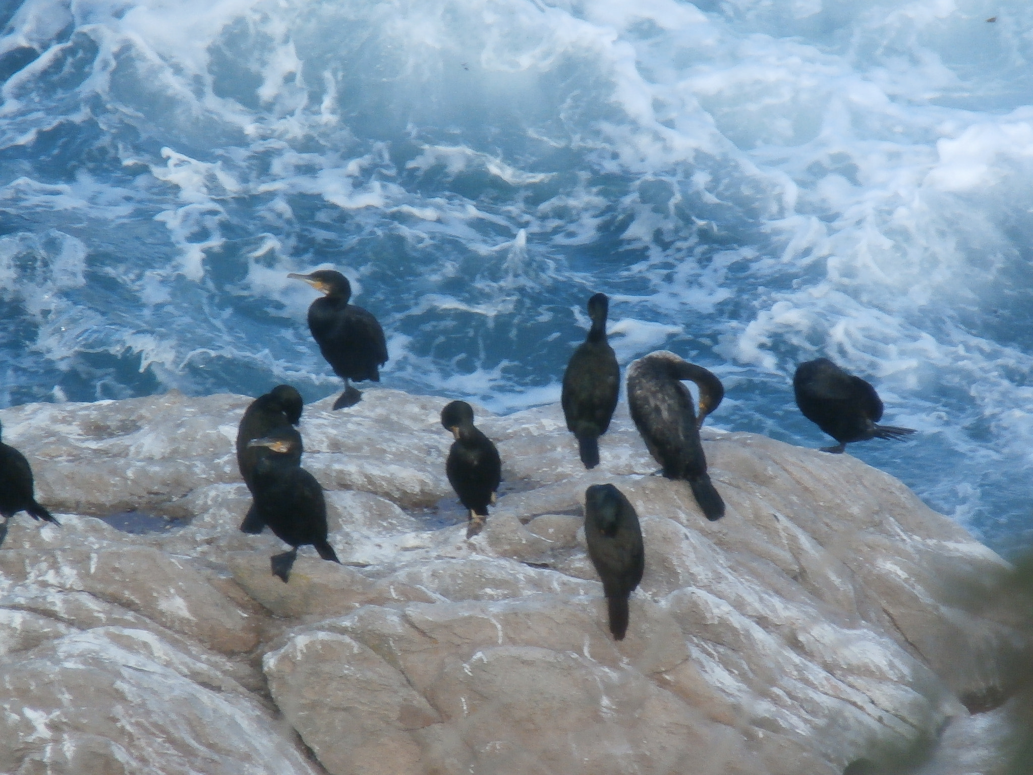 Olympus SZ-15,DZ-100 sample photo. Cormoranes photography