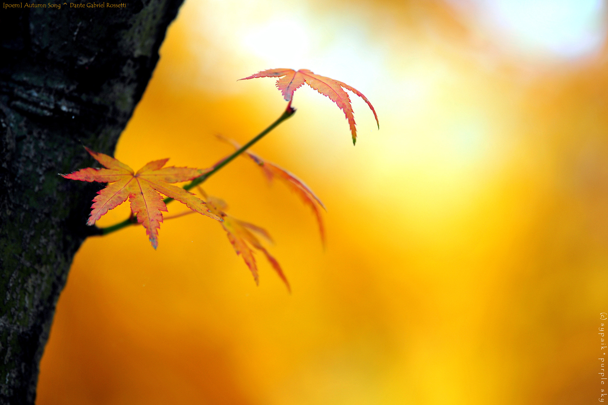Nikon Nikkor AF-S 300mm F4E PF ED VR sample photo. Autumn song iii photography