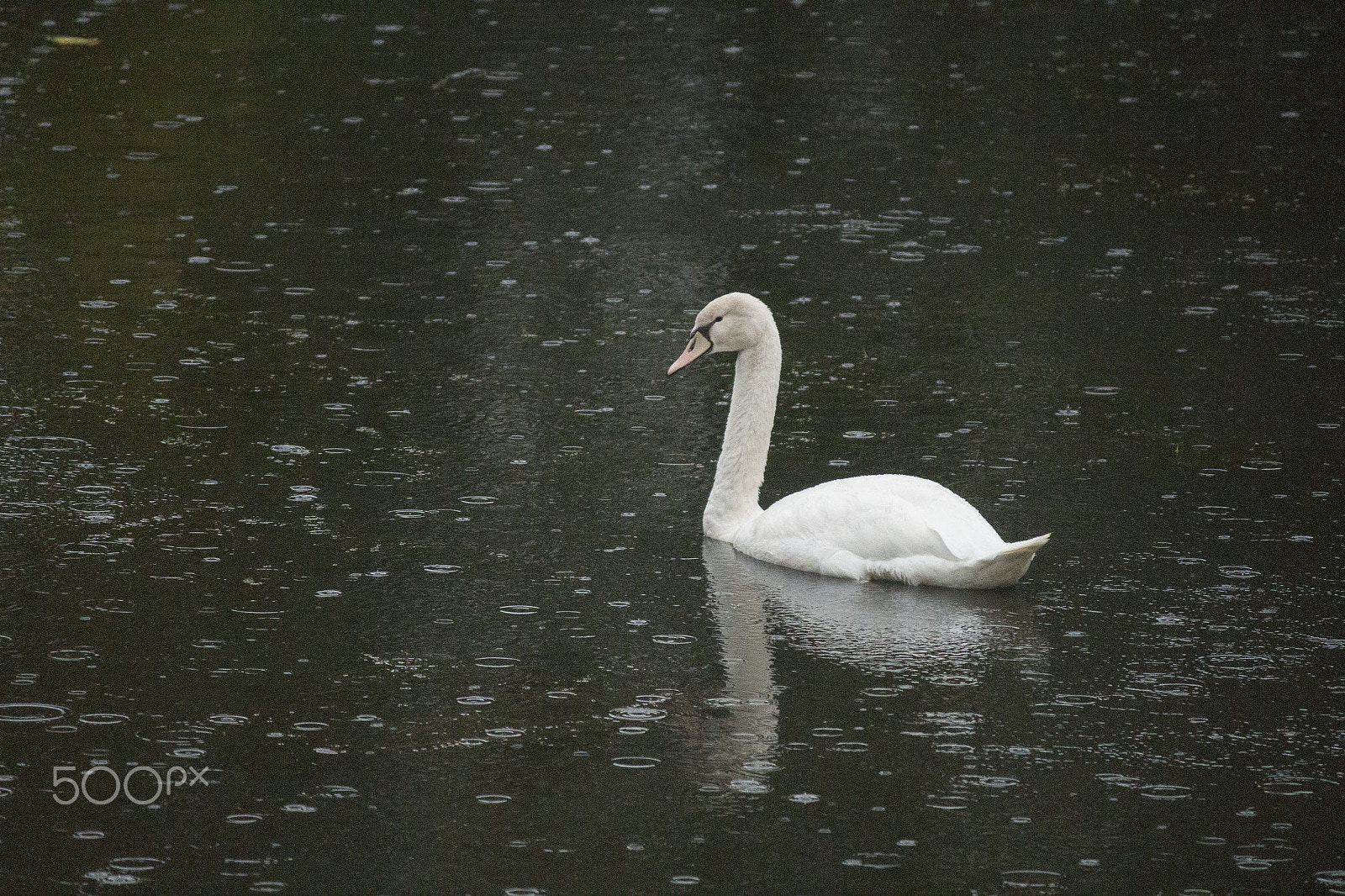 Canon EOS 700D (EOS Rebel T5i / EOS Kiss X7i) sample photo. Not an ugly duck photography