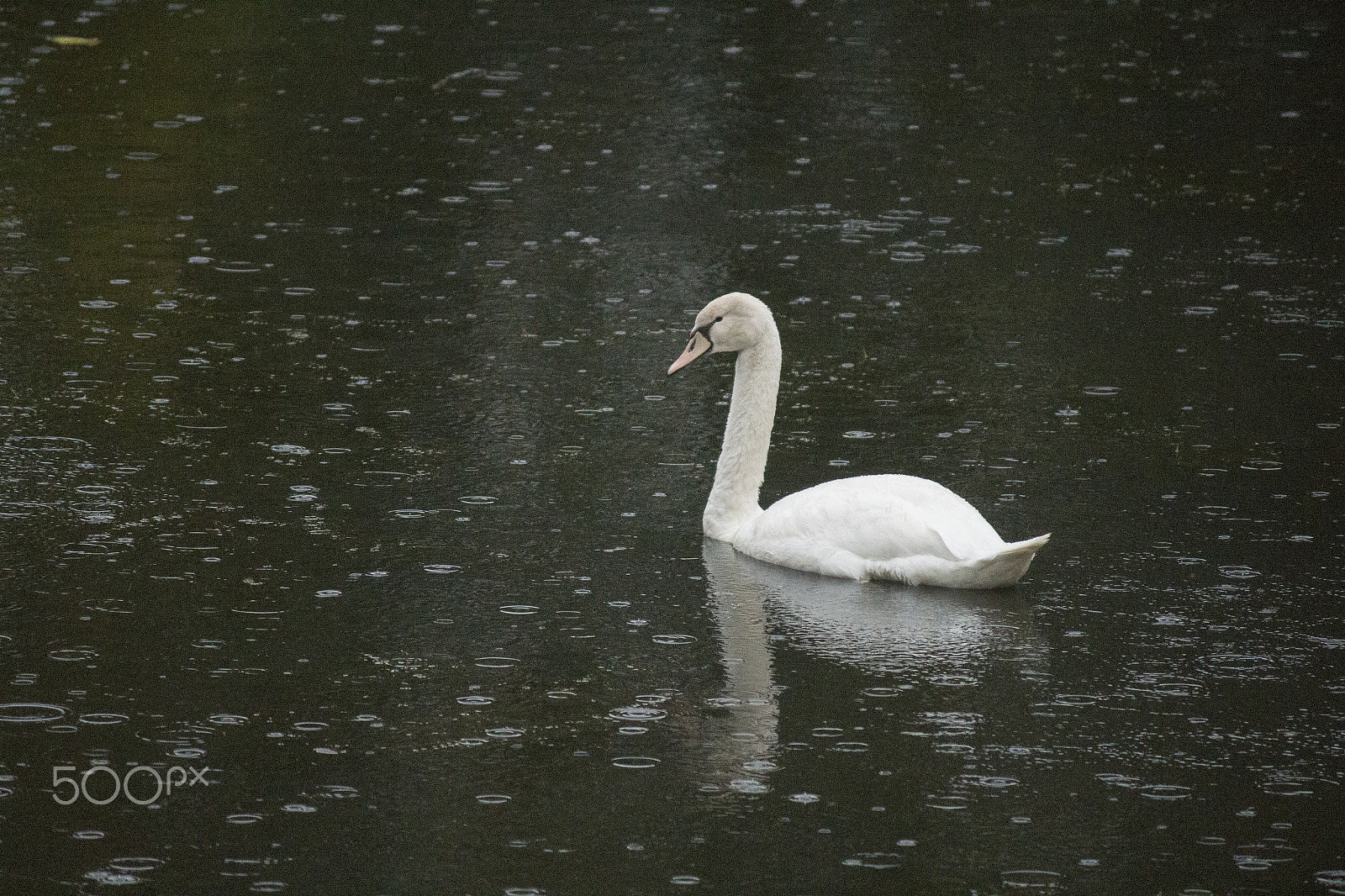 Canon EF-S 55-250mm F4-5.6 IS sample photo. Not an ugly duck photography