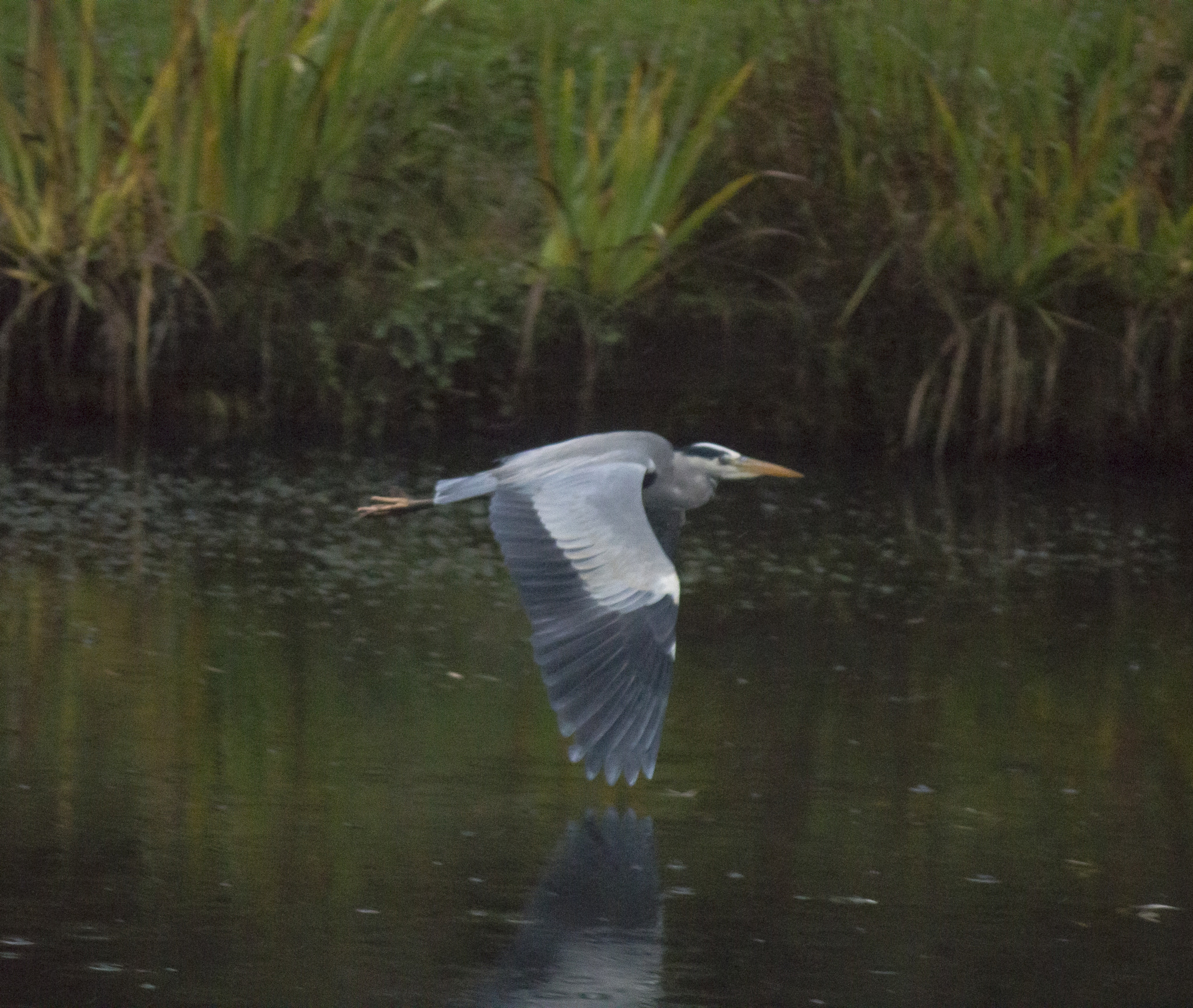 Canon EF-S 55-250mm F4-5.6 IS sample photo. Heron flying by on a rainy day photography