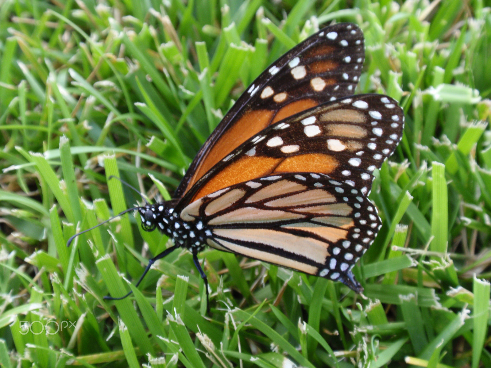 Olympus u1010,S1010 sample photo. My personal monarchy photography