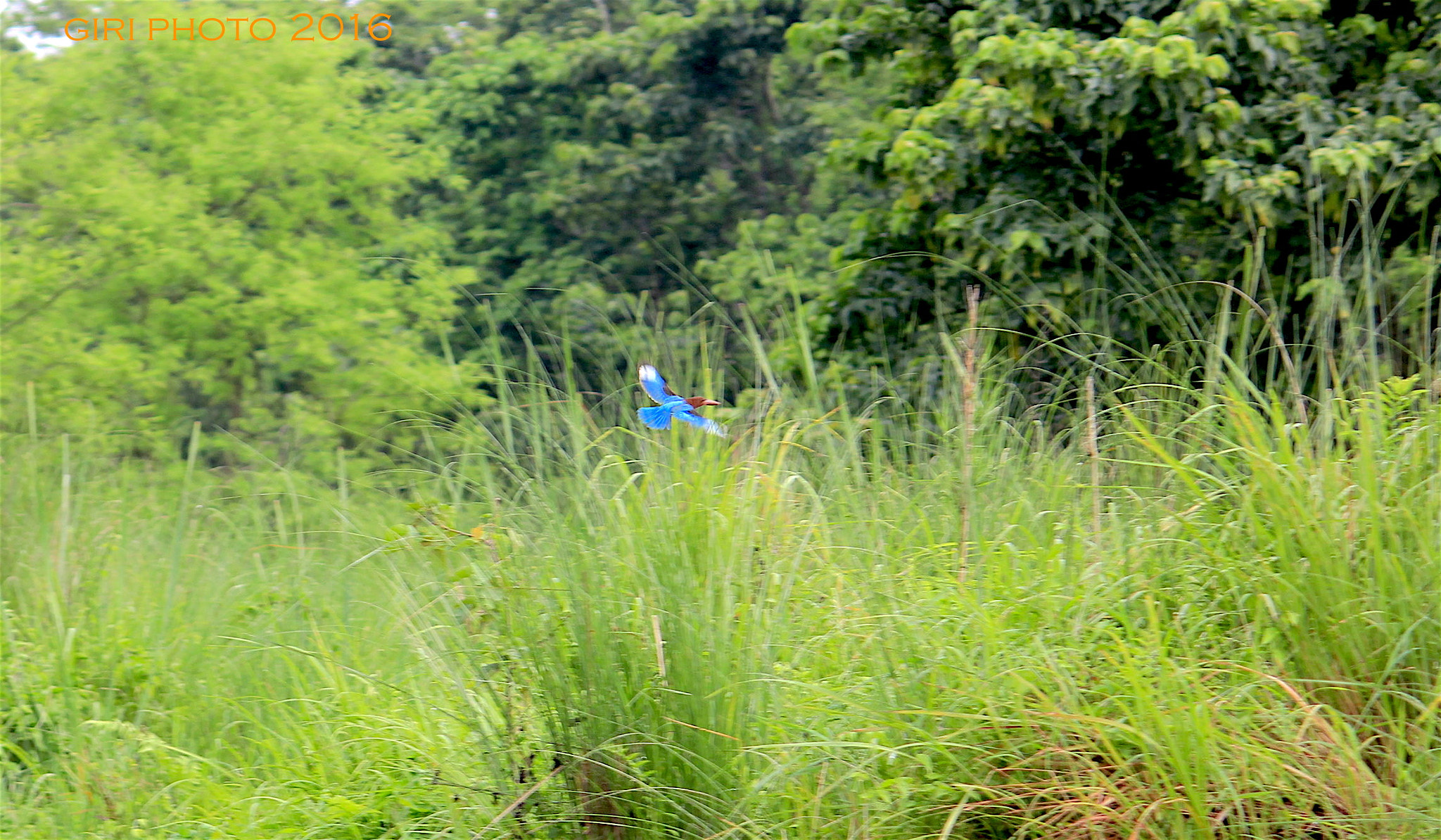 Canon EOS 550D (EOS Rebel T2i / EOS Kiss X4) sample photo. Kingfisher in action photography
