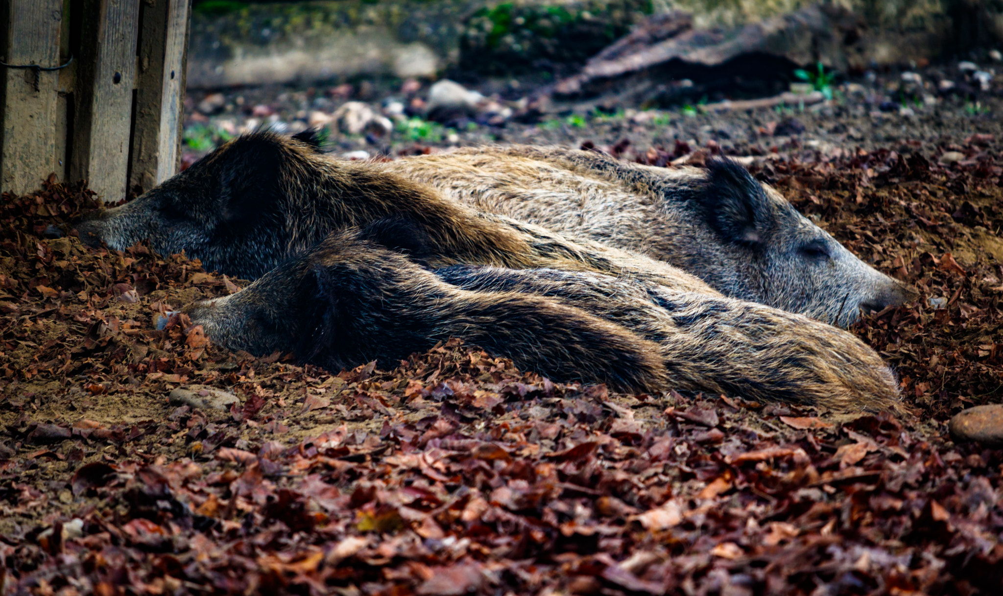 Canon EOS 760D (EOS Rebel T6s / EOS 8000D) + Canon EF-S 55-250mm F4-5.6 IS STM sample photo. Boar photography