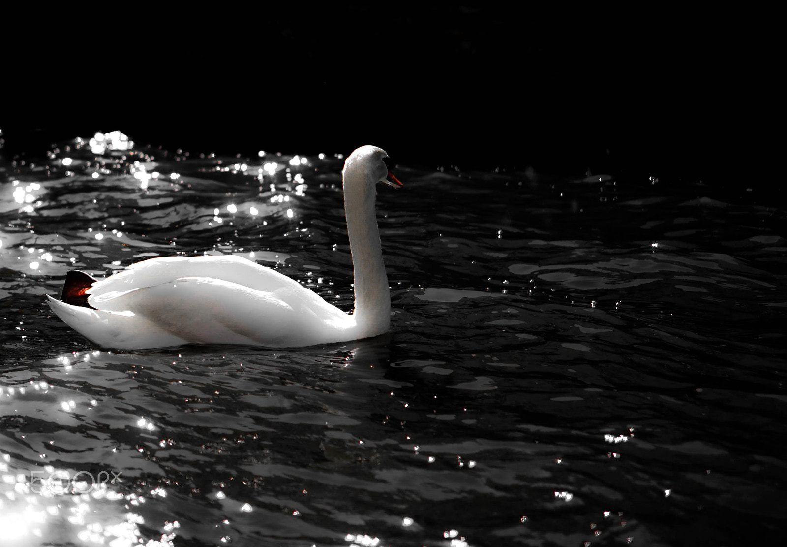 Sony a7 sample photo. Cygne de brugges photography