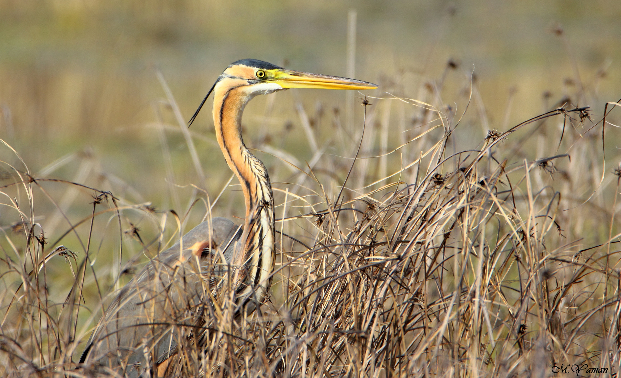Tamron SP 150-600mm F5-6.3 Di VC USD sample photo. Erguvani balıkçıl » ardea purpurea » purple heron photography