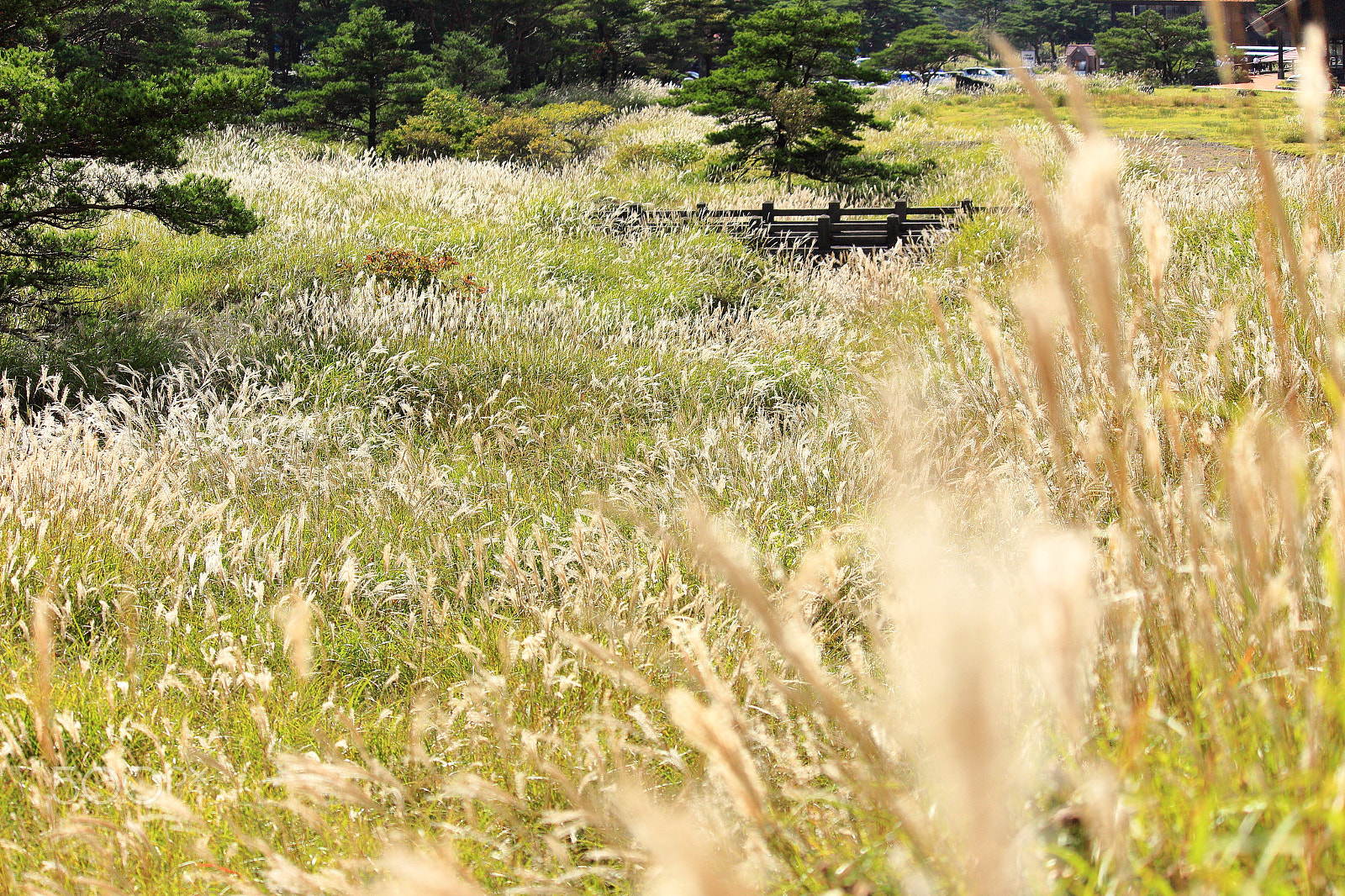 Canon EOS 700D (EOS Rebel T5i / EOS Kiss X7i) sample photo. Japanese pampas grass field photography