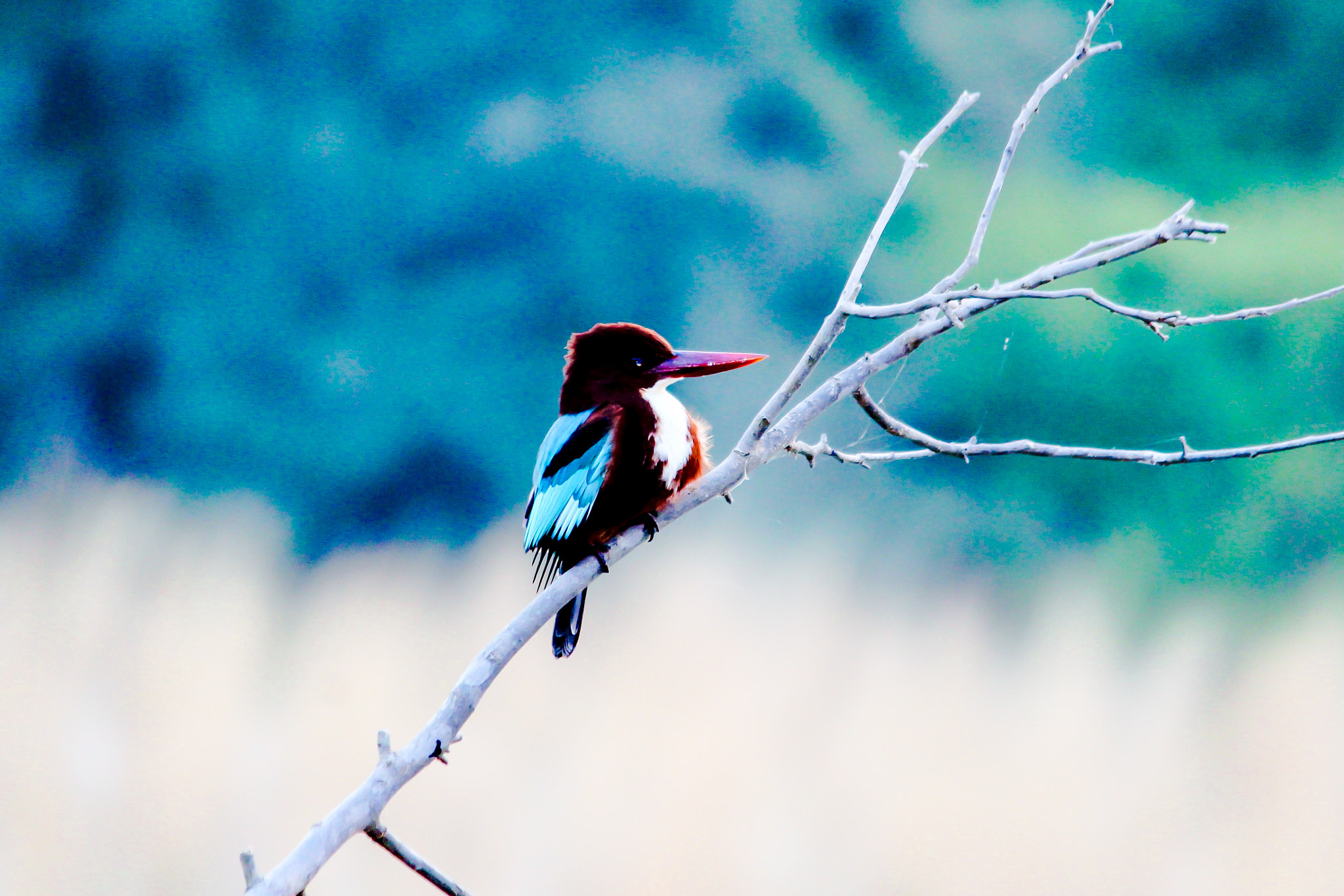 Canon EF-S 55-250mm F4-5.6 IS II sample photo. Kingfischer photography
